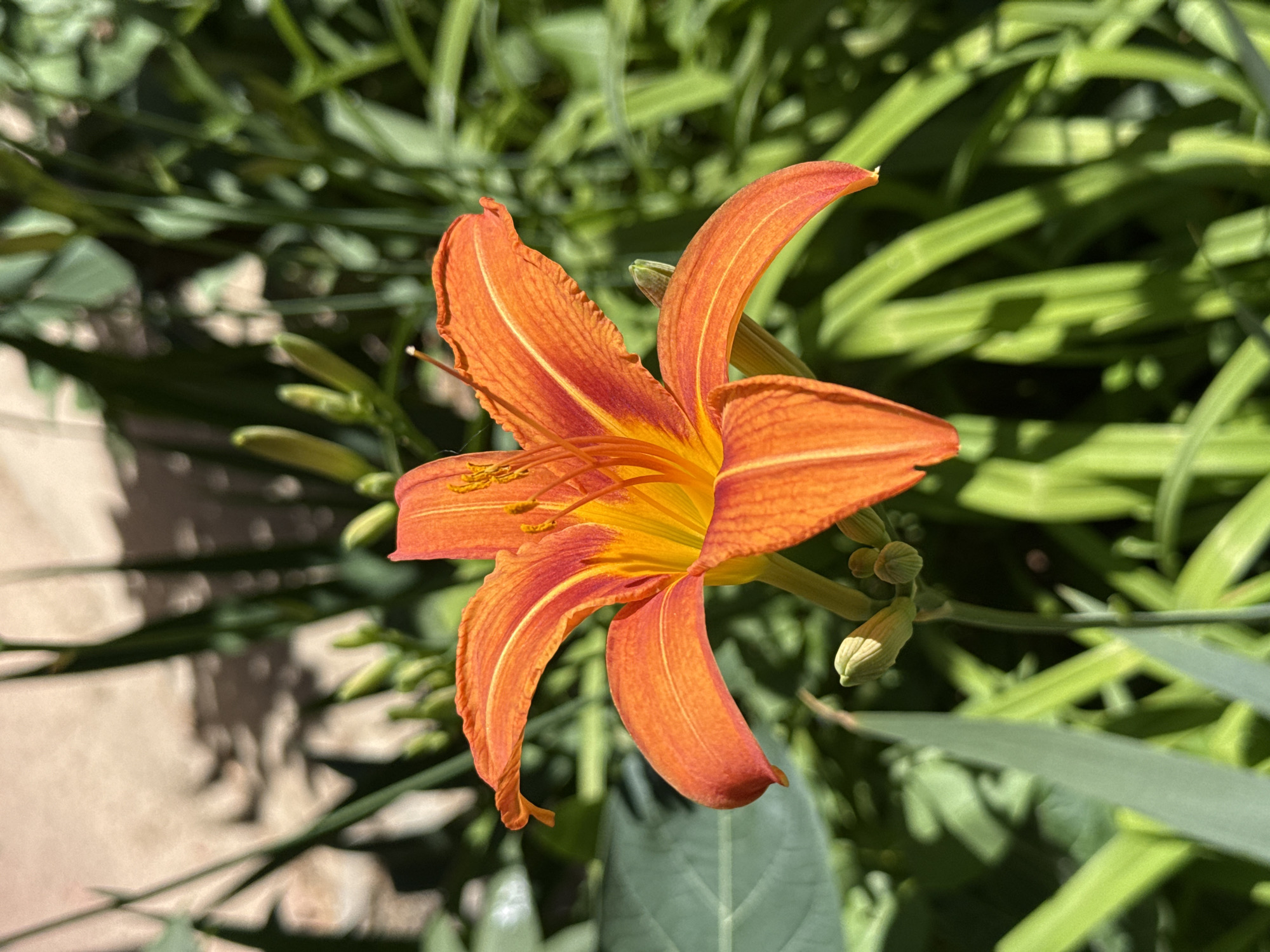 An extreme close-up, eye-level shot shows an orange lily in bloom, its petals unfurling in the sunlight. The flower's vibrant orange hue transitions to a yellow-orange near its center, where delicate stamen are visible. The background is a blur of green foliage and the dappled shadow of a textured wall, suggesting an outdoor garden setting. The scene is illuminated by bright, natural light, casting sharp shadows that highlight the flower's form. This image was captured in Pleven, Bulgaria.
