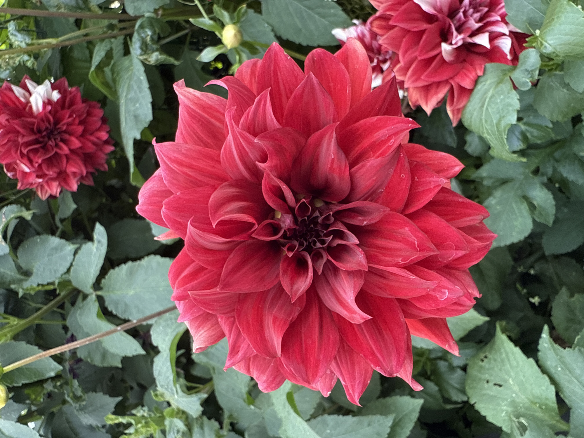 The image is a close-up, outdoor, eye-level shot of several red dahlia flowers in bloom. The primary focus is on a large, fully opened red dahlia in the foreground, showcasing its intricate, layered petals. To the upper right and lower right, parts of other dahlia blooms are visible, one with streaks of white. The background consists of lush green foliage, suggesting a garden or natural setting. There are no people or animals present. The image appears to be taken in the city of Птицевод-2 Снт, Russia, based on the provided context.