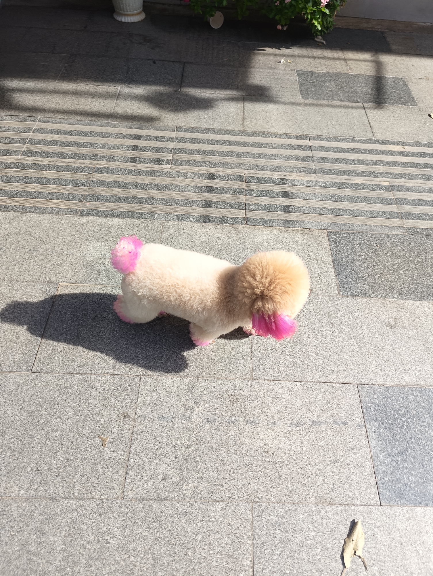 The image shows a small, fluffy dog with pink-dyed fur on its tail and ears. The dog is light cream-colored overall. It is walking on a tiled pathway, casting a shadow to its left. The pathway is made of grey granite tiles with a section of textured grey and white striped tiles in the background. In the upper background, there is a glimpse of greenery and a white decorative pot, suggesting an outdoor setting, possibly a garden or a public walkway. The lighting suggests it is daytime, with strong sunlight creating distinct shadows. The dog appears to be alone in the frame. The scene is static, capturing a moment in time as the dog moves across the tiled surface. There is no visible text in the image.