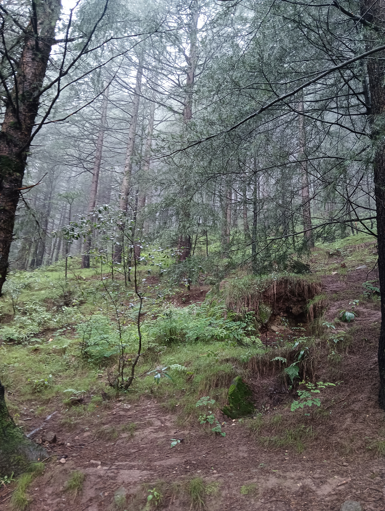 The image depicts a dense forest scene with tall trees and undergrowth, possibly in Chhyal, India. The atmosphere appears misty or foggy, contributing to a subdued and serene mood. The ground is covered with dirt, fallen leaves, and patches of green vegetation. There are no people or animals visible in the image. The focus is on the natural landscape, with the trees creating a canopy overhead and the forest floor displaying a variety of textures and shades of green and brown.