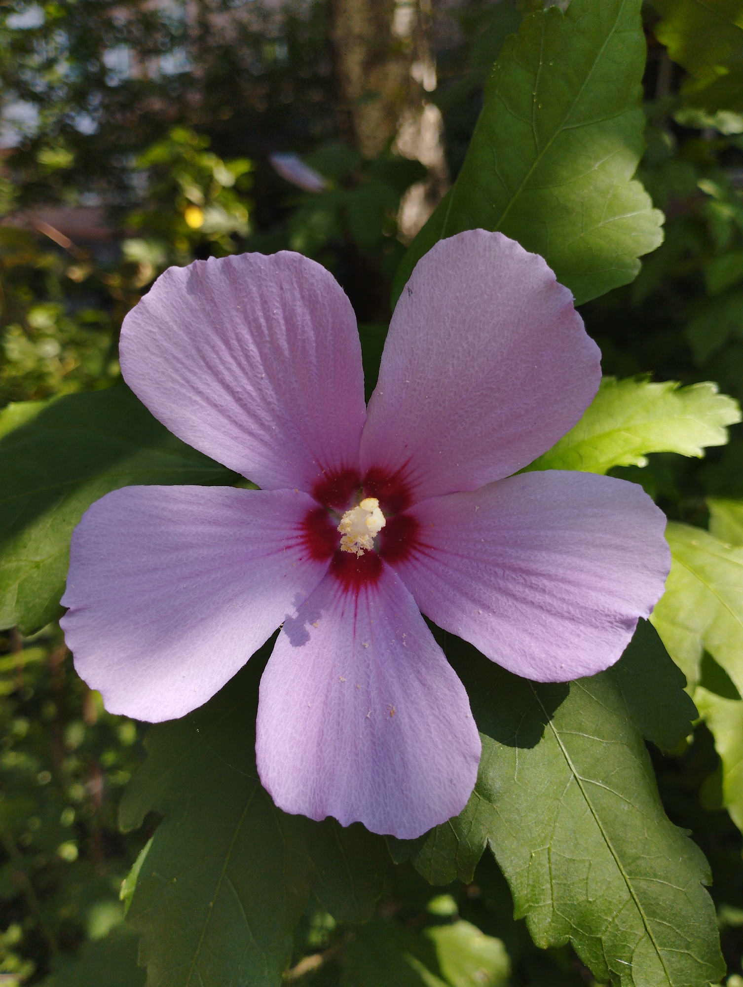 A close-up, eye-level shot captures a single, light purple hibiscus flower in full bloom, set against a backdrop of green foliage. The flower is positioned centrally, dominating the frame with its five delicate, veined petals. At the heart of the bloom, a dark red center surrounds a cluster of yellow stamen, with a hint of red radiating outward onto the petals. The petals are softly lit, with dappled sunlight creating subtle shadows and highlights. Several large, dark green leaves are visible beneath and around the flower, some of which are partially illuminated. The background is a soft blur of green and brown, suggesting a natural outdoor setting with trees and other vegetation. The image is clear and sharp, focusing on the intricate details of the flower.