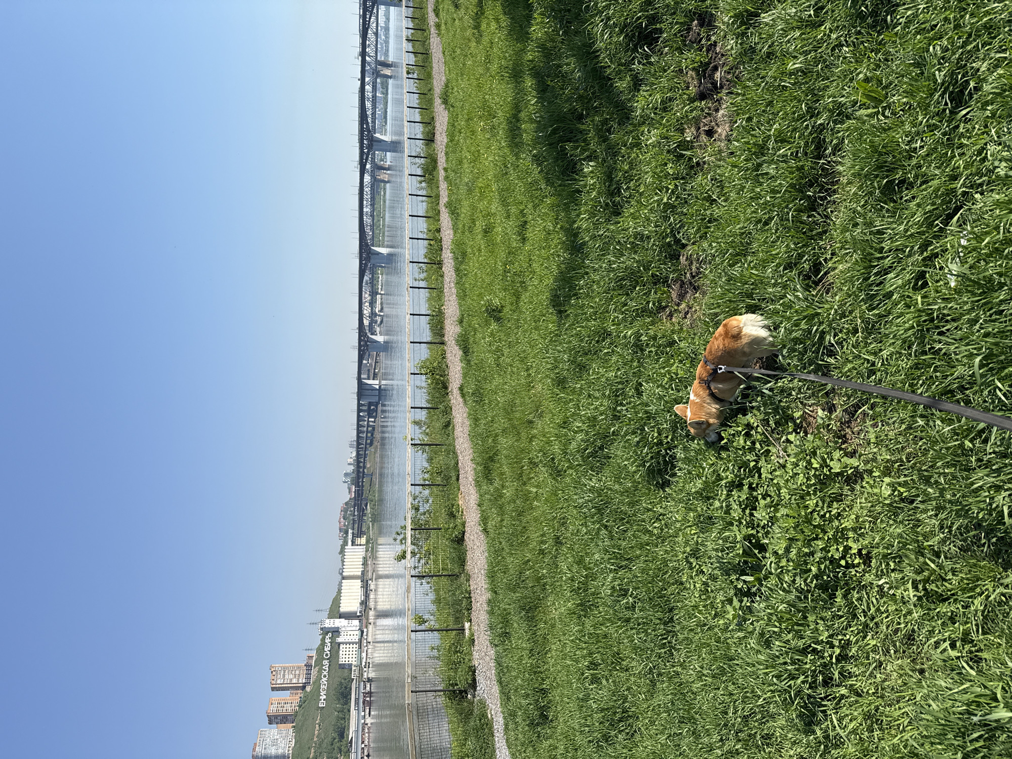The image captures a daytime scene along the Yenisei River embankment in Krasnoyarsk, Russia. In the immediate foreground and mid-ground, a lush expanse of green grass dominates, with a Pembroke Welsh Corgi positioned towards the lower right. The corgi, displaying reddish-brown and white fur, is wearing a dark harness with a black leash extending out of frame to the right, and its head is lowered into the grass as if sniffing. A light-colored gravel path separates the grassy area from a dark metal fence running horizontally across the mid-ground. Beyond the fence, the calm, blue-grey waters of the Yenisei River reflect the clear sky. The opposite bank features a steep, green hillside adorned with multiple multi-story residential buildings of varying colors (red, beige, white). Prominently displayed on this hillside are large white letters spelling "ЕНИСЕЙСКАЯ СИБИРЬ." Further along the far bank, industrial buildings, including large white silos, are visible. Spanning the river in the background is a long, dark metal railway bridge with multiple truss sections. The sky above is a clear, cloudless blue, indicating bright, sunny weather.