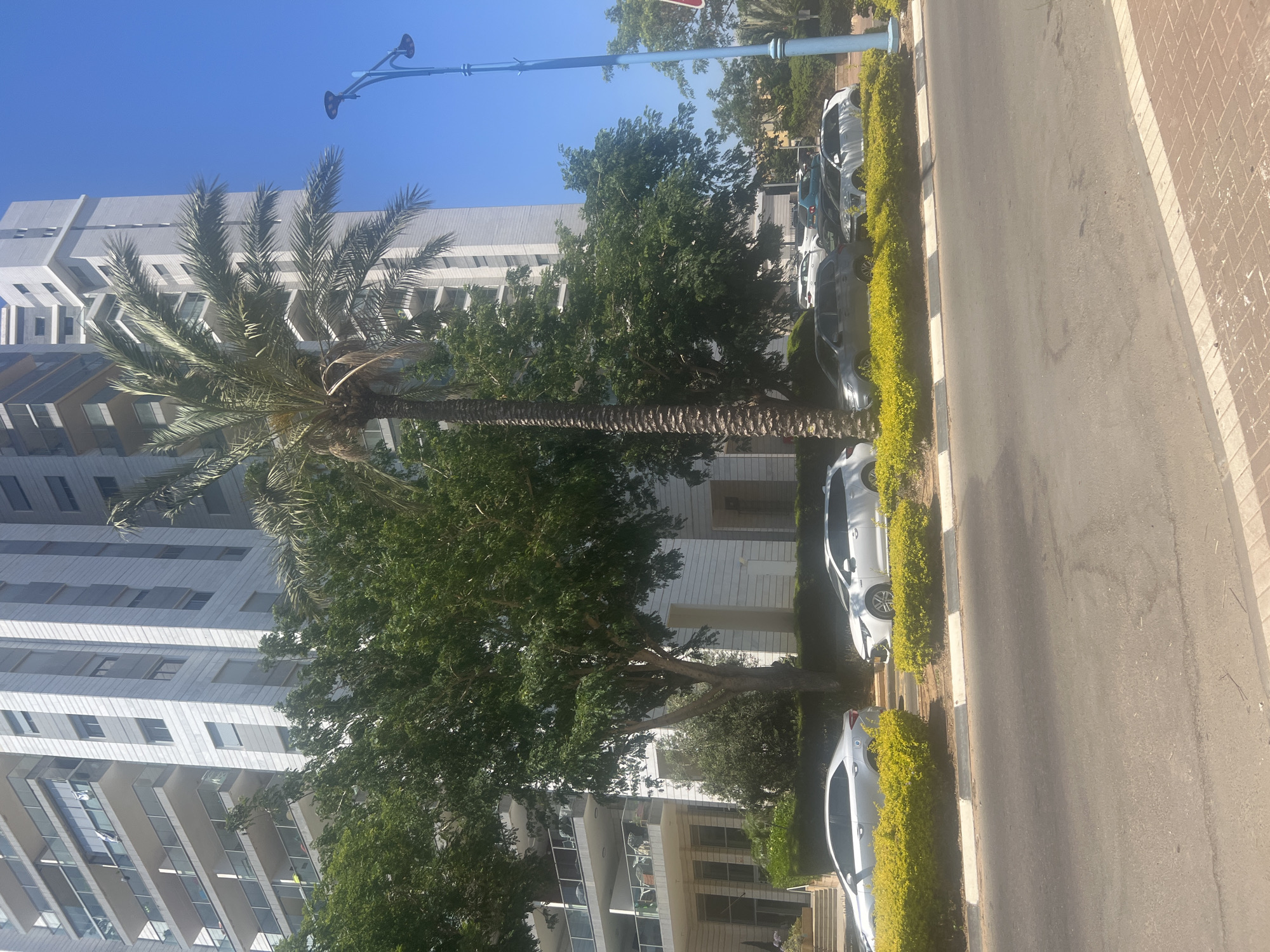 In the city of Hadera, Israel, a modern high-rise building stands tall against a clear blue sky. The building features a light-colored facade with numerous windows and balconies. In the foreground, several cars are parked along the side of a paved road. Lush green trees and a palm tree add a touch of nature to the urban landscape. A blue lamppost with multiple lights is also visible. The scene is bathed in bright sunlight, suggesting a warm day.