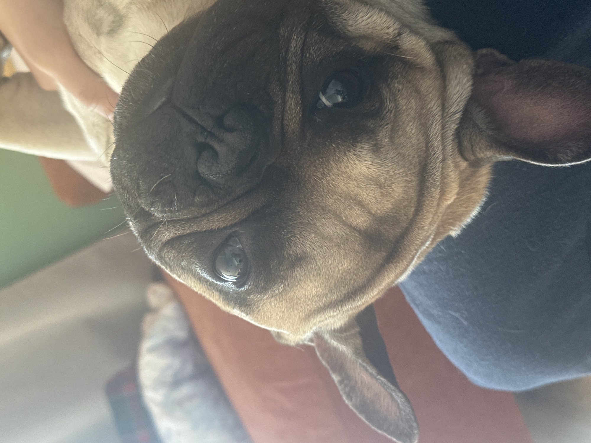 A close-up, upward-angle photograph shows a fawn-colored French Bulldog. The dog has a black muzzle, a wrinkled forehead, and dark eyes. The dog is being held by a human, with a portion of a light-colored arm and hand visible to the left of the dog's head. A portion of a blue garment is visible to the right of the dog's head. In the blurred background, a patterned object and a surface are visible. There is no indication of the image's location being in Varna, Bulgaria.