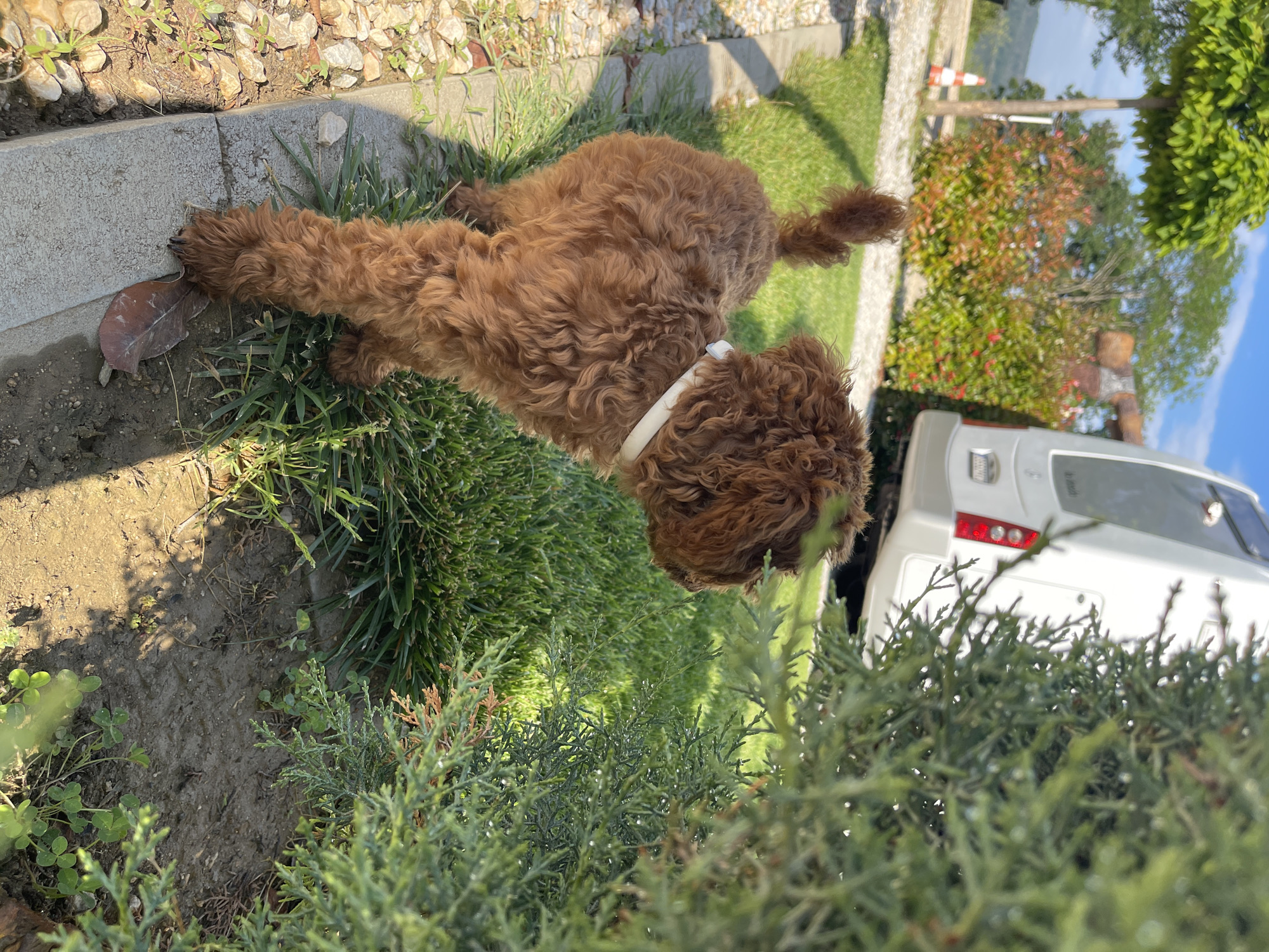A reddish-brown, curly-haired canine, possibly a Poodle or Doodle breed, wearing a plain white collar, stands on green grass in the foreground, oriented towards the right side of the frame. Its tail is curled upwards. To the immediate left of the dog is a concrete border separating the grass from an area of small white and grey gravel. A dried brown leaf rests near the dog's right front paw on the dirt adjacent to the concrete border. A dense green coniferous bush partially obscures the right side of the image, displaying small water droplets on its foliage. In the mid-ground, a dirt path or road is visible beyond the gravel area, featuring an upright orange and white traffic cone. Further back, a small tree with bright green foliage and a reddish-brown leafy bush are present. The rear section of a white motorhome or recreational vehicle, exhibiting taillights and a rear window, is parked on the right side of the mid-ground. Part of a reddish-brown, possibly wooden or stone, decorative structure is discernible behind the motorhome. Distant green hills are visible under a bright blue sky with sparse white clouds. The scene is brightly illuminated by direct sunlight, casting distinct shadows. This scene is situated in Koprinka, Bulgaria.