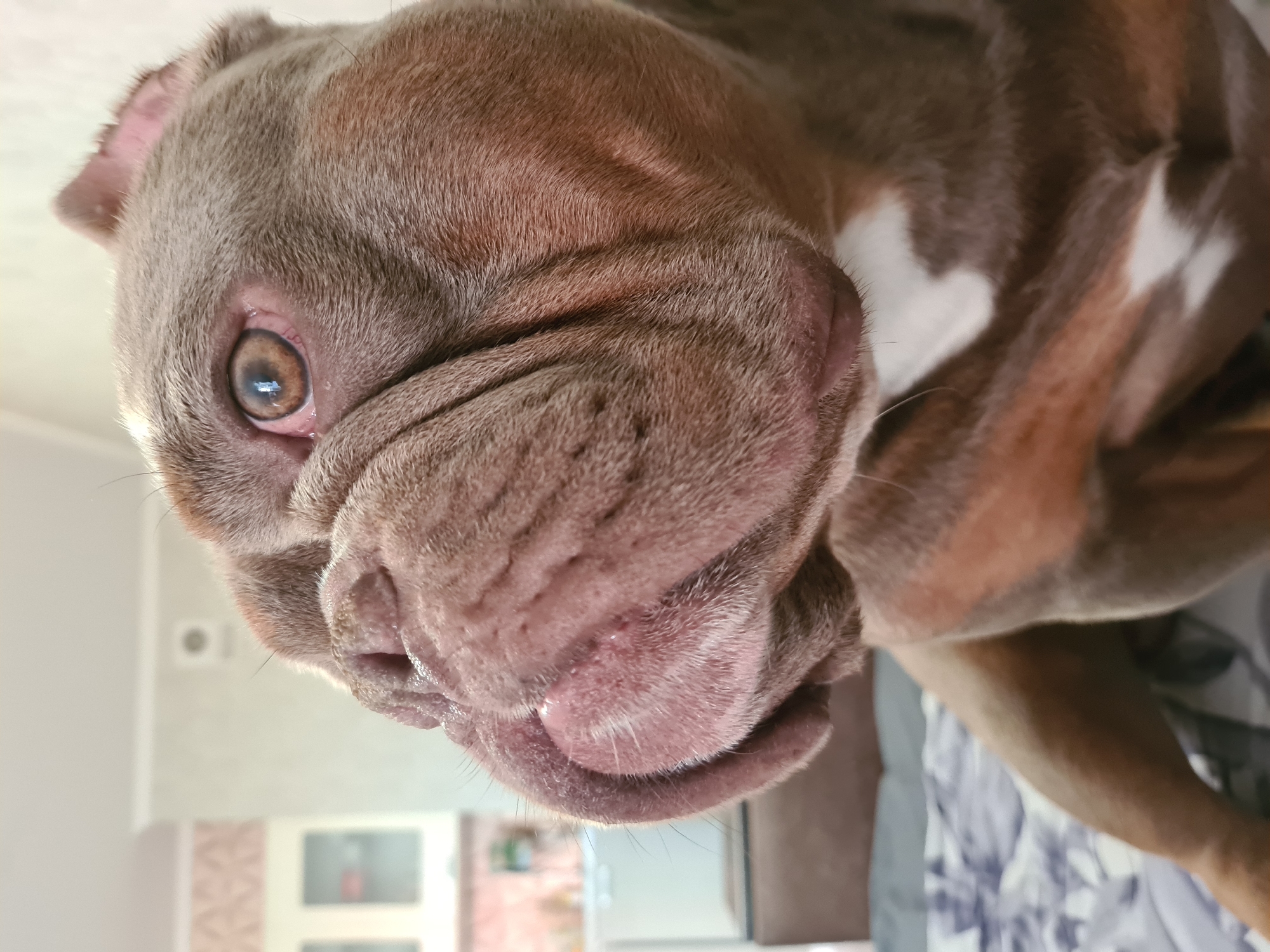 An extreme close-up shot focuses on the face of a brown and white bulldog, predominantly showing its head and chest. The dog's left eye, a clear amber color, is visible, as is its wrinkled snout and mouth. The background is softly blurred, indicating an indoor setting with what appears to be furniture and possibly cabinetry in the distance. The dog is resting on a surface covered with a patterned blanket. The overall lighting is bright, suggesting it's daytime.