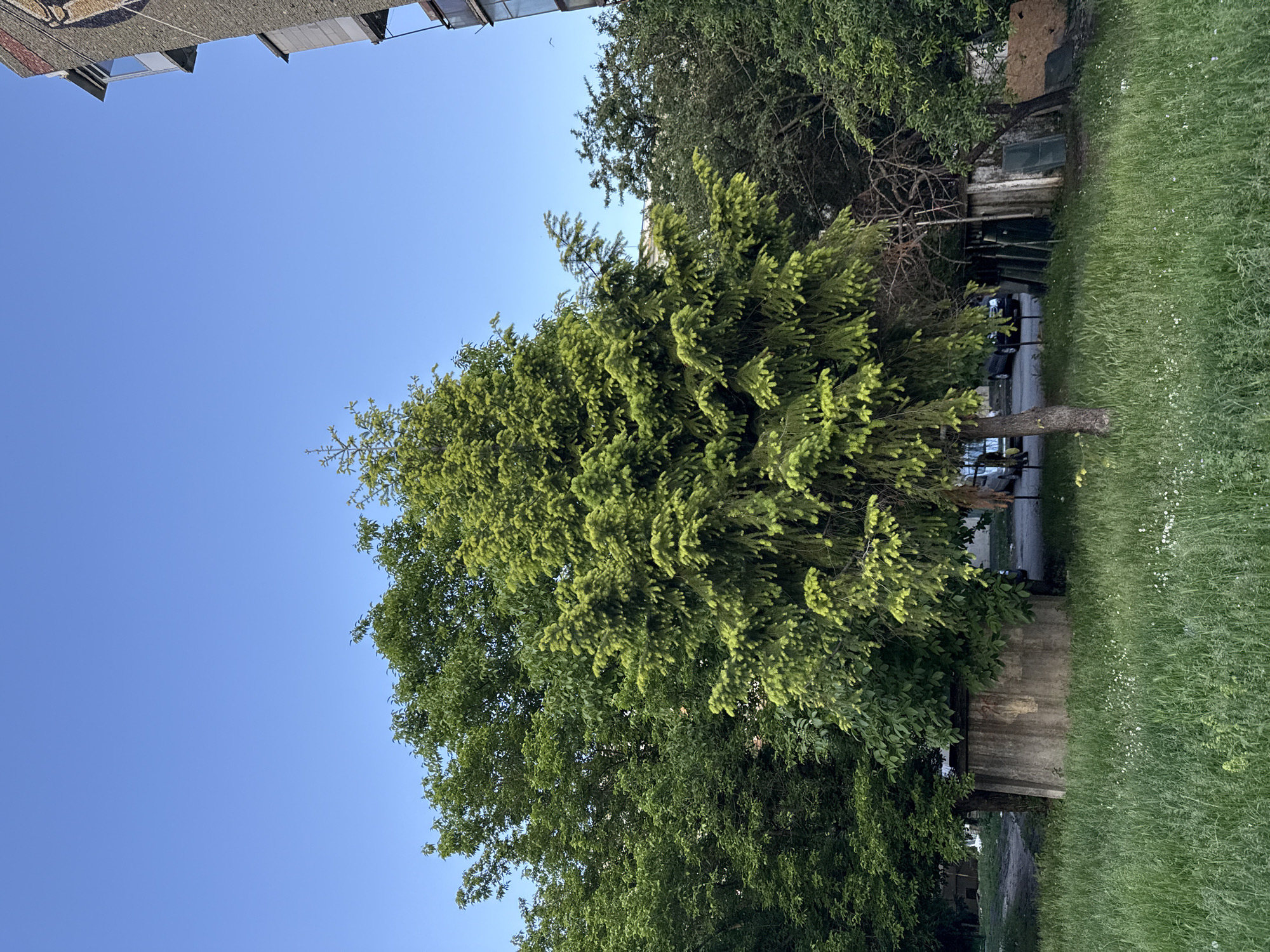 The image depicts a tree with dense green foliage against a clear blue sky. The tree is situated near a grassy area, and in the background, there is a structure that could be a building or a shed. The scene appears to be outdoors, possibly in a park or a residential area. Based on the prompt, this image originates from Lovech, Bulgaria.