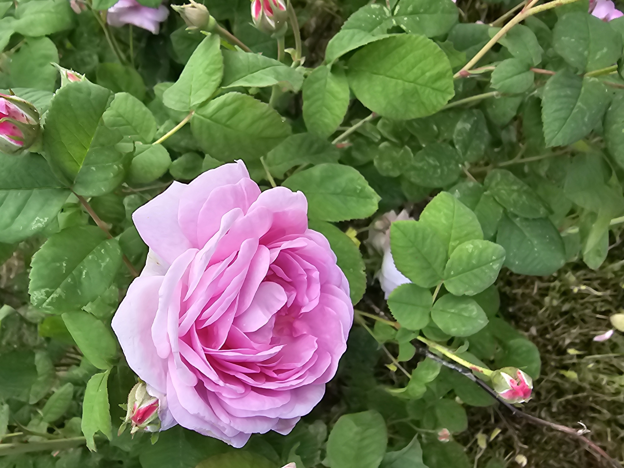 In Chukholovo, Russia, a close-up shot captures a fully bloomed pink rose in the center, its petals tightly layered and a soft pink hue. Surrounding the rose are numerous green leaves and several rose buds. Some buds are partially open, revealing hints of pink and red, while others are tightly closed. The background is a blur of green foliage and the dark earth, suggesting an outdoor garden setting. The lighting is natural, illuminating the delicate textures of the rose and its surrounding flora.