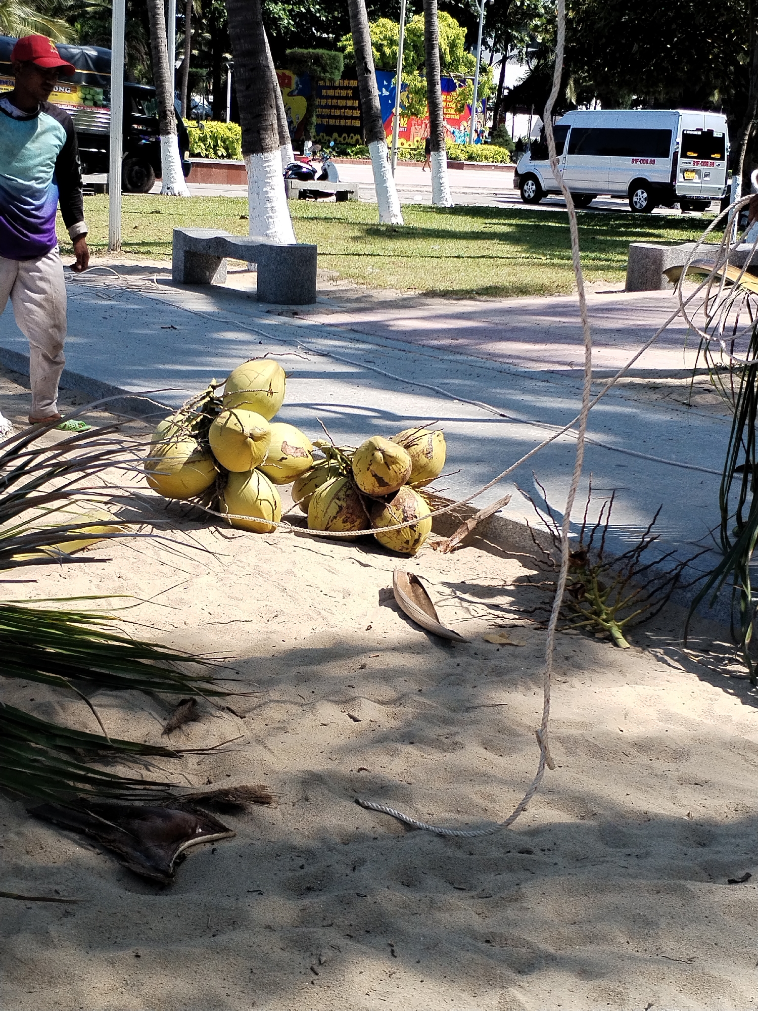 A beach scene in Nha Trang Ward, Vietnam, presents a partially visible man in a red cap, a gradient blue and purple shirt, and tan pants standing adjacent to a collection of roughly ten coconuts bound together with rope lying on the sand. A light-colored rope extends across the sandy area. Background elements include a street, trees, a bench, a white van, and other vehicles.