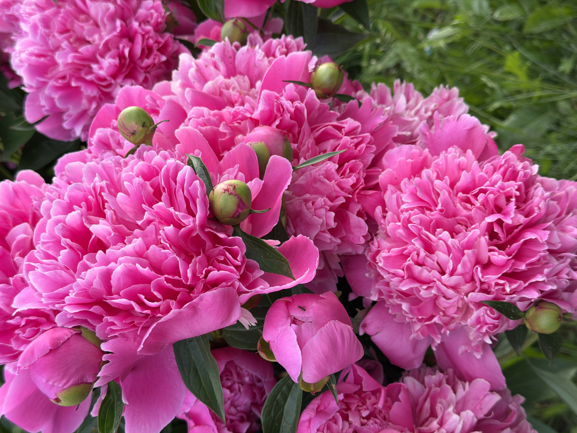 A close-up, vertical photograph captures a dense cluster of vibrant pink peonies in an outdoor setting within the city of Unknown, Unknown. The majority of the frame is filled with fully bloomed peonies exhibiting numerous ruffled, layered petals in a bright fuchsia-magenta hue. Interspersed among the open flowers are several unopened buds, characterized by their round, firm appearance, displaying shades of green and developing pink. Dark green foliage from the peony plants is visible between the blossoms. A small, black ant is distinctly visible on the upper surface of a partially opened pink bud located in the lower-middle left section of the image. The lower right portion of the background consists of blurred green grass and indistinct green foliage, indicating a garden environment. The lighting is soft and even, highlighting the textures of the petals.