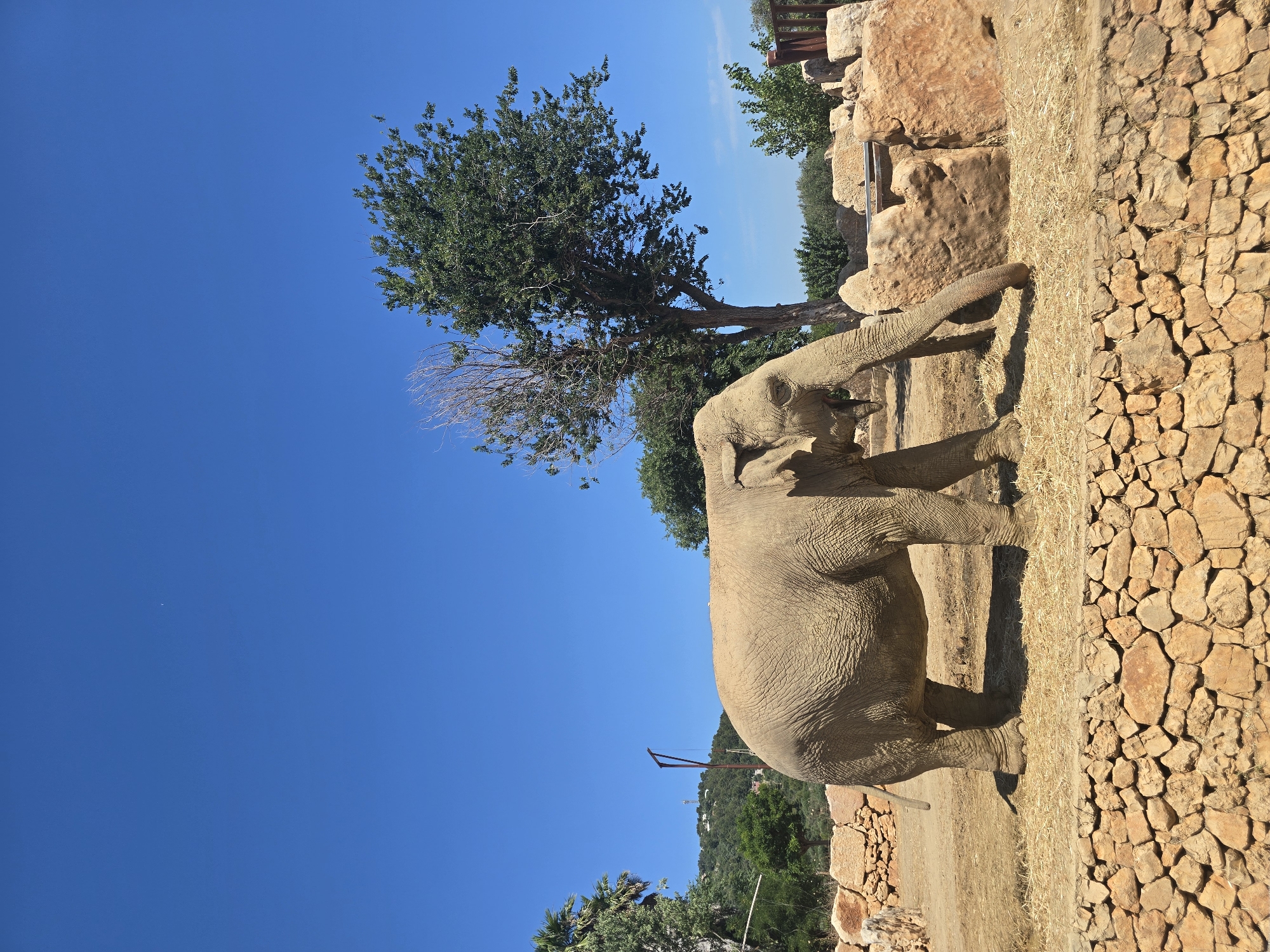 An adult elephant is standing in a zoo enclosure under a clear blue sky. The enclosure features a dry, dirt ground covered in straw, with a low stone wall in the foreground and larger rock formations behind the elephant. A large tree with green foliage stands to the right of the elephant, and a smaller, dry tree stands to its left. In the background, lush green hills with scattered buildings and trees are visible. The elephant is facing to the right, with its trunk lowered towards the straw. The overall scene depicts a sunny day in an outdoor animal habitat.