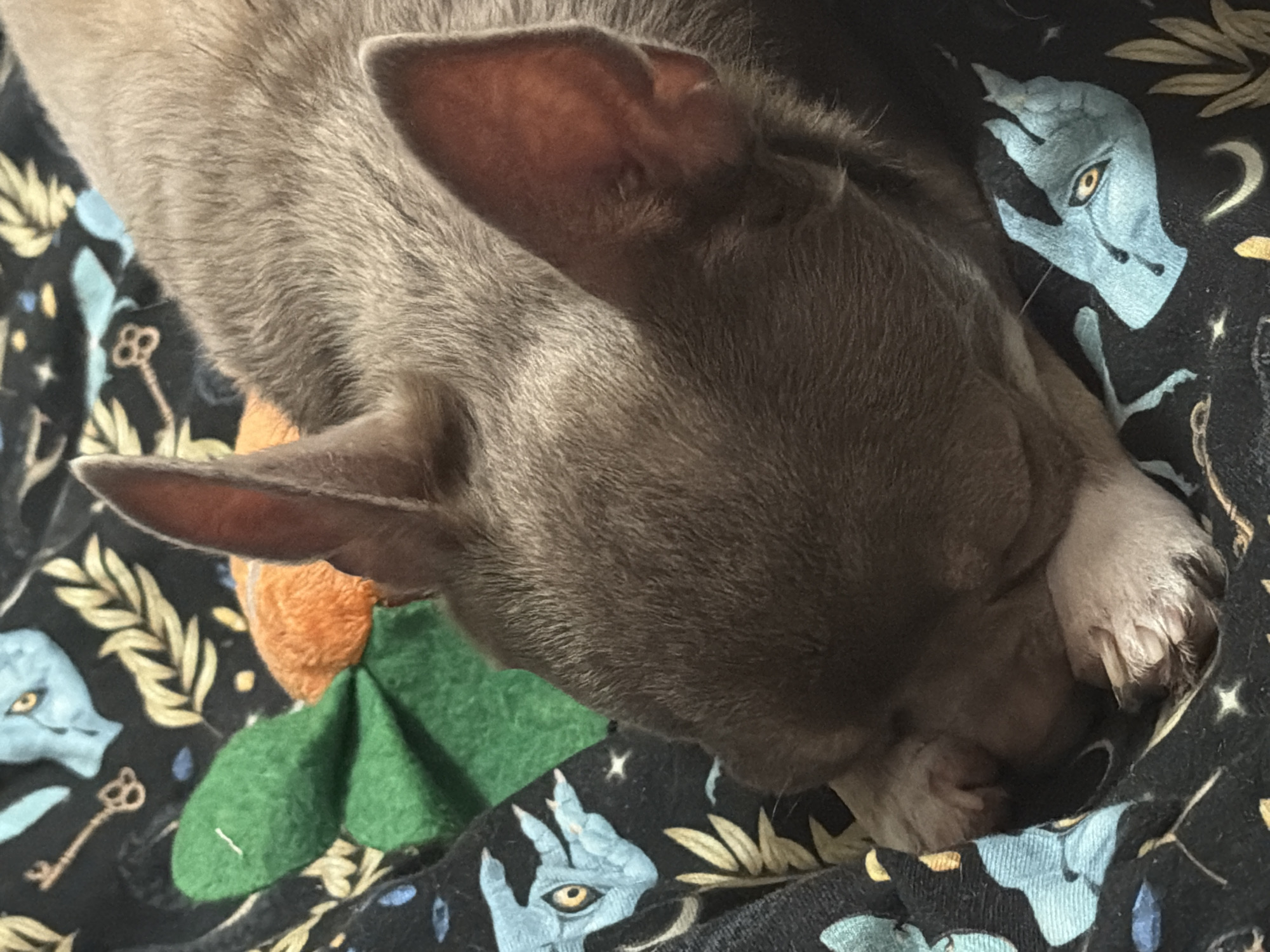 A gray dog with large ears is sleeping on a black patterned blanket. The blanket features designs of blue mythical creatures, keys, stars, moons, and branches. A small plush orange pumpkin with green leaves is near the dog's head. The location is not identifiable from the image, so it is not possible to determine if it is in St. Petersburg, Russia.