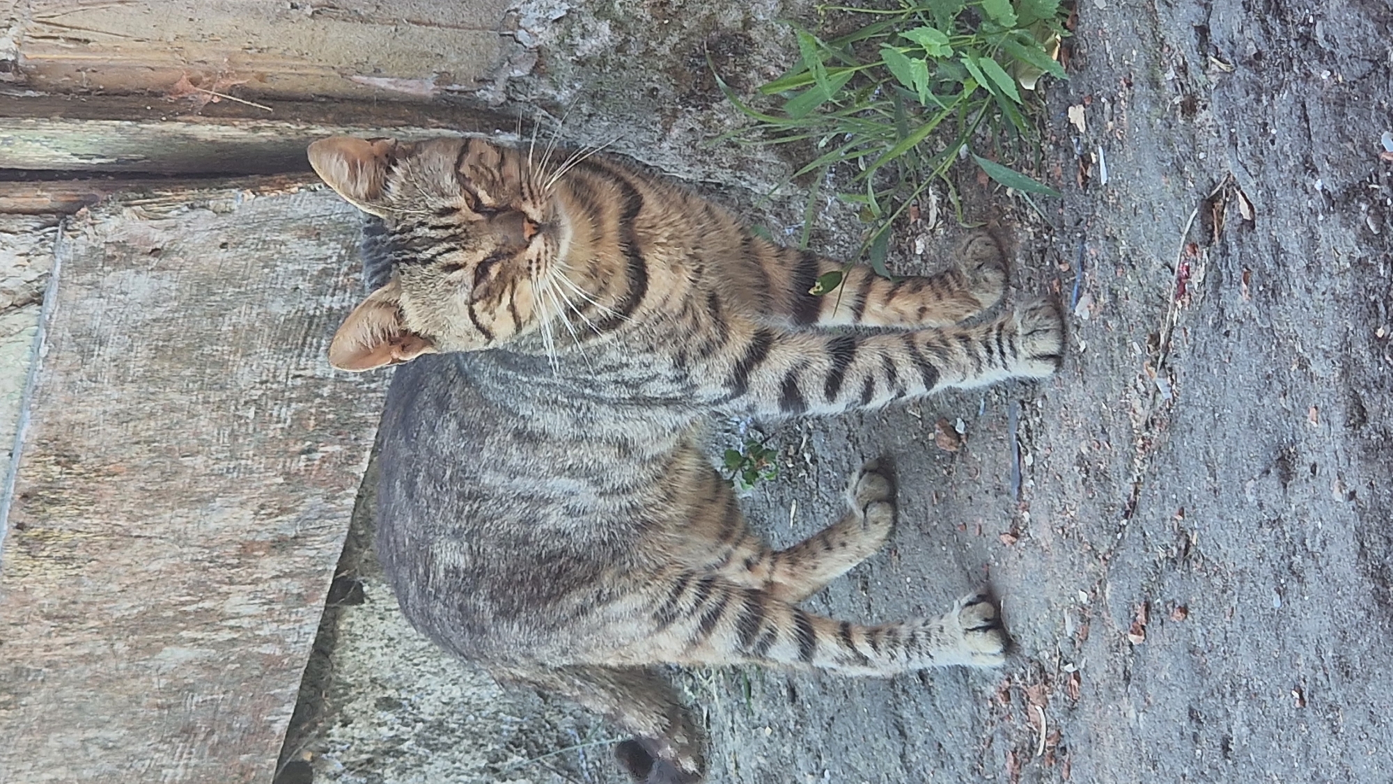 A tabby cat with grey and black stripes stands on a cracked pavement. The cat's eyes are partially closed, and it appears to be looking directly at the camera. Behind the cat, there is a weathered wooden surface and a stone wall. Green grass grows near the wall on the right side of the image. The overall scene suggests an outdoor environment, potentially in a back alley or a neglected urban area in Svishtov, Bulgaria.