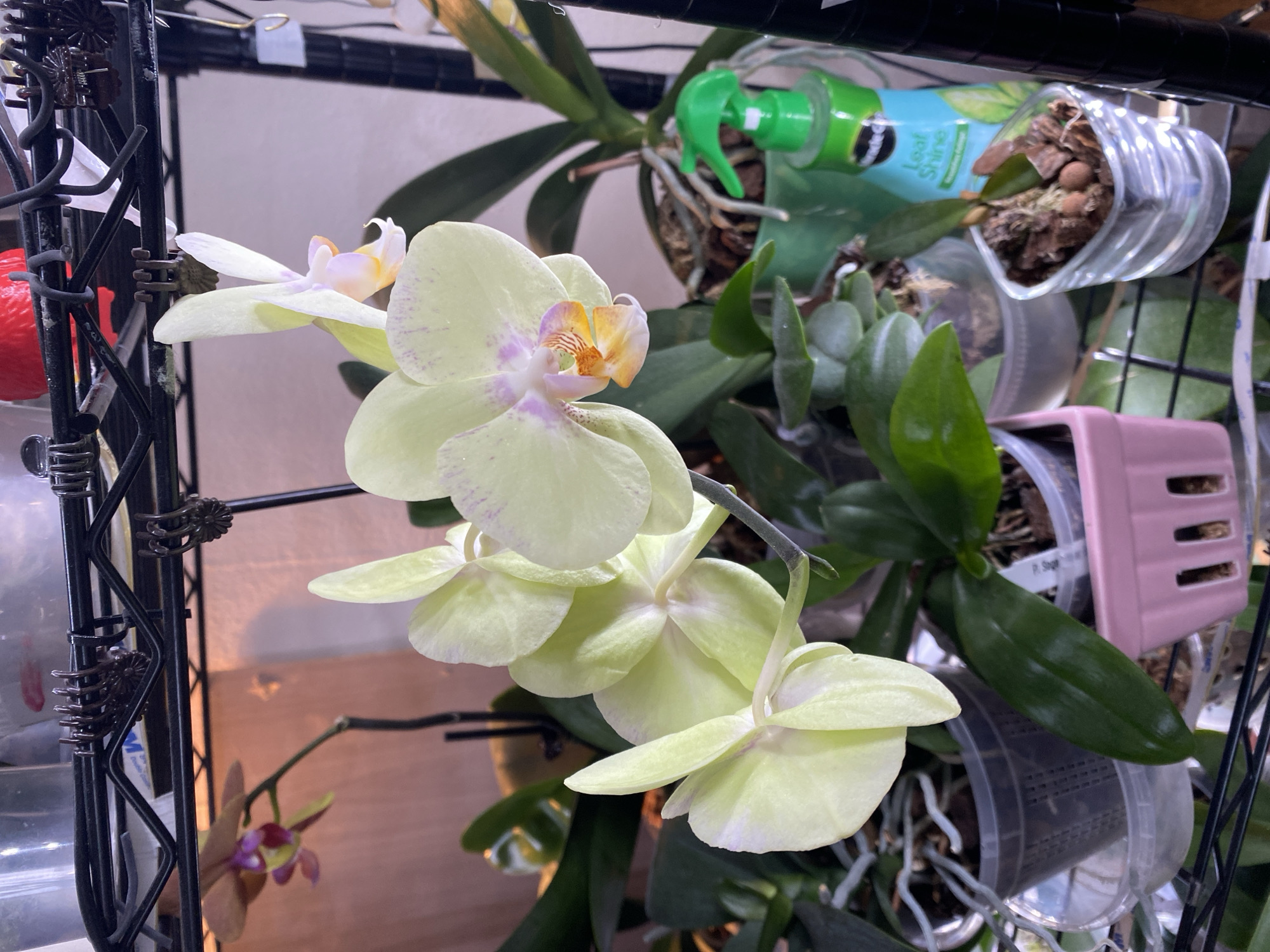 The image shows a close-up of several light yellow orchids with purple speckles on their petals, in various stages of bloom. The orchids are potted in clear plastic containers with a bark-like medium. In the background, another orchid with purple and yellow flowers is visible, out of focus. A bright green spray bottle with a "Miracle-Gro Leaf Shine" label is also present, positioned behind the orchids. The plants are arranged on a black wire shelf, suggesting an indoor setting, likely a home or greenhouse. There are no people visible in the image. The lighting is warm and appears to be artificial. The overall scene depicts a collection of healthy, blooming orchids being cared for indoors. There is no indication of the location being in Miami, United States.