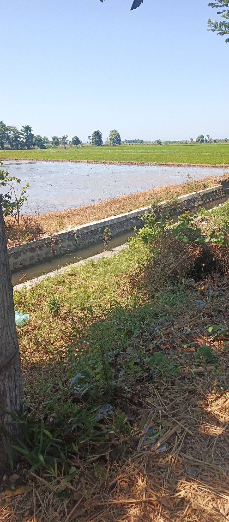 A vertical, eye-level, full shot captures a rural landscape under a clear blue sky in Landangan, Indonesia. The foreground is dominated by a tree trunk on the left, with dry grass and scattered debris on the ground. A concrete-lined irrigation ditch runs diagonally across the mid-ground, with dry grass and some green vegetation along its edges. Beyond the ditch, a flooded rice paddy stretches into the distance, with a line of green rice fields further back. Scattered white birds are visible in the rice fields. The background consists of a horizon with trees and vegetation, and a bright, cloudless sky.