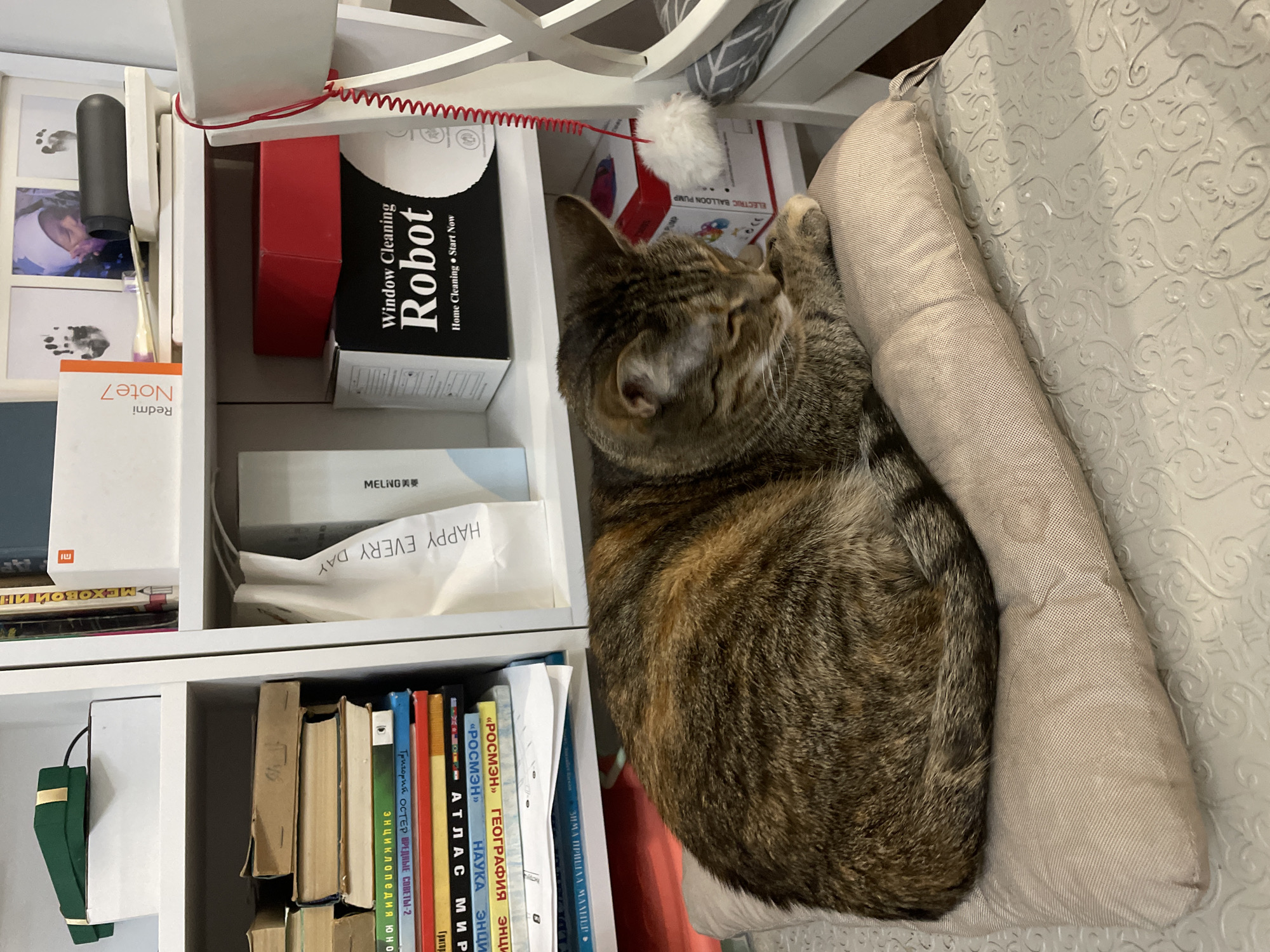 A tabby cat is sleeping on a light-colored cushion placed on a chair. The chair is positioned in front of a bookshelf filled with books, boxes, and other items. The bookshelf contains various books, some with colorful covers, and several white and red boxes. One box on the shelf is labeled "Window Cleaning Robot". Above the bookshelf, there are framed photographs and a dark cylindrical object. The overall environment appears to be an indoor setting, likely a home, and the image was taken from a slightly elevated angle. The specific location in Almaty, Kazakhstan is not identifiable from the visual information presented.