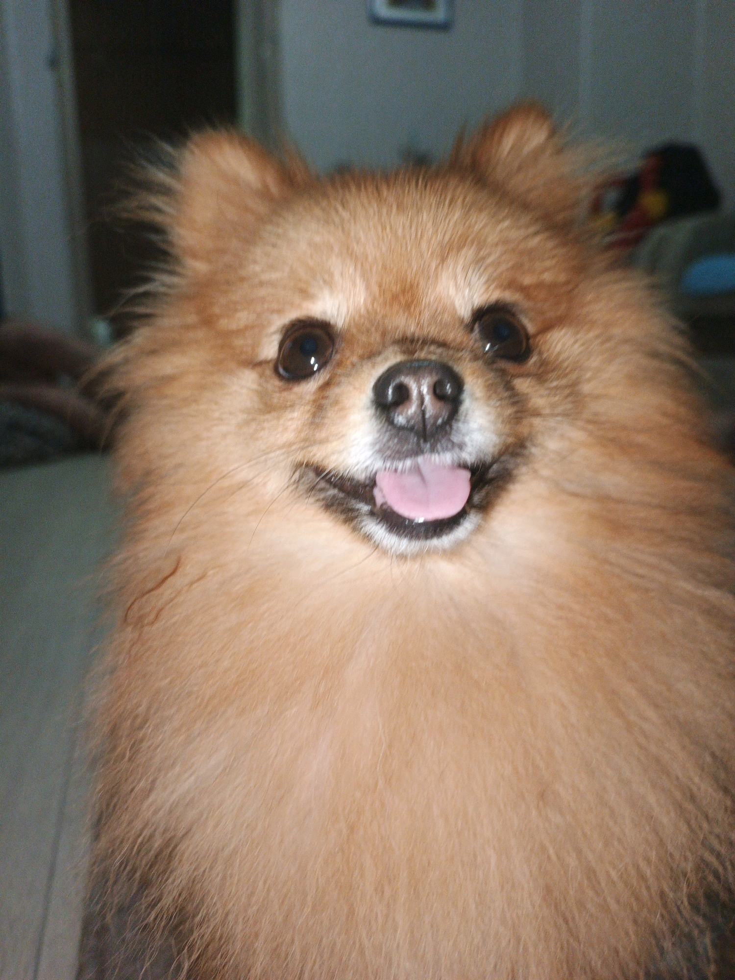 The image is a close-up, high-angle, indoor photograph of a Pomeranian dog. The dog is facing the camera with its mouth slightly open and tongue showing. Its fur is light brown and fluffy. The background is dark and out of focus, suggesting a domestic environment. There is no indication of the city of Zlatoust, Russia.