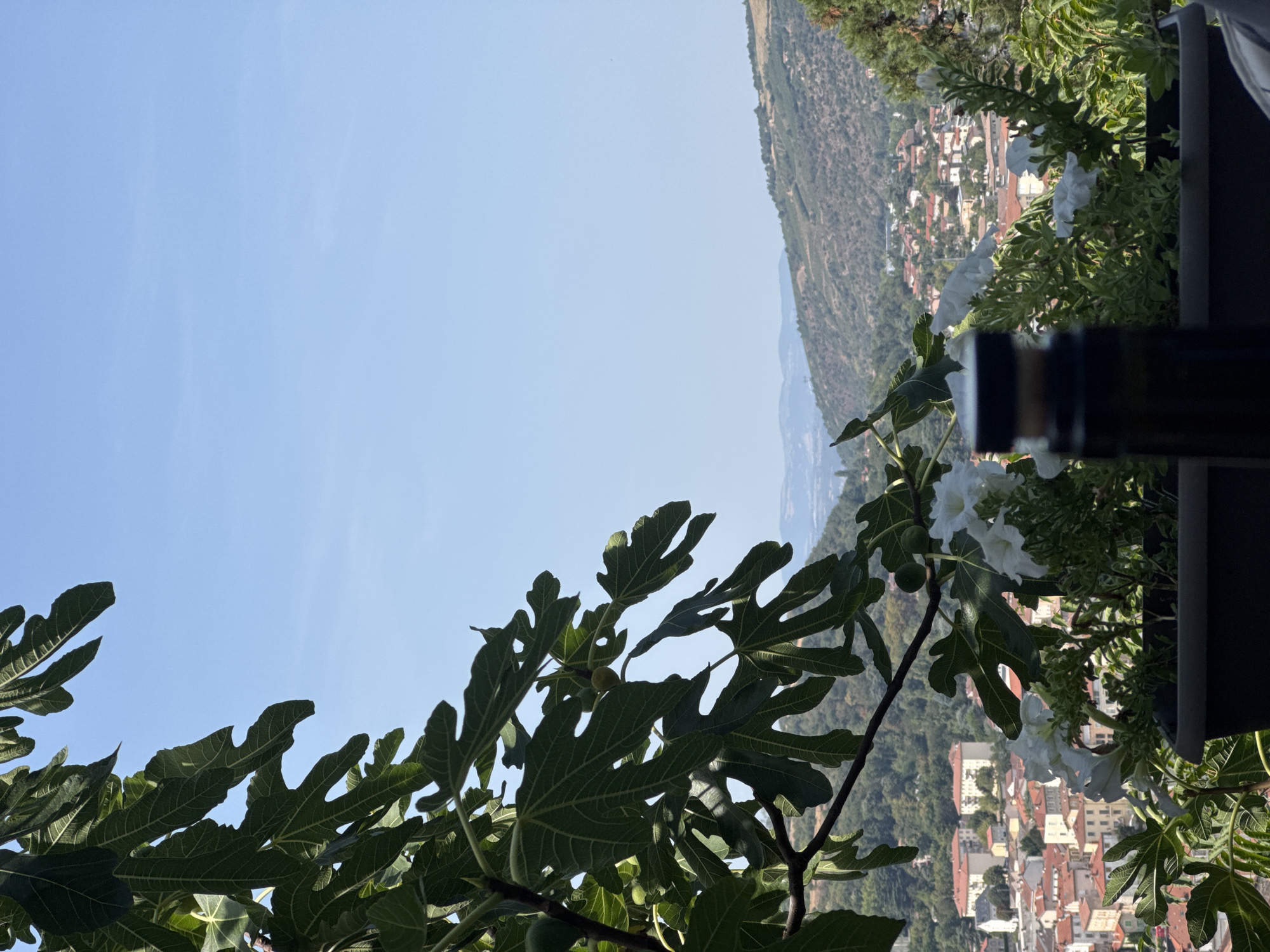 This image captures a scenic view from a vantage point overlooking the city of Vienne, France. In the foreground, a fig tree with large, green leaves partially obscures the view. A few small green figs are visible on the branches. In front of the fig tree, a dark planter holds white flowers and lush green foliage. A dark, cylindrical object, possibly a bottle or a candle, stands in front of the flowers.

Beyond the immediate foreground, the city of Vienne spreads out across a hillside. Buildings with terracotta roofs are densely packed, with some taller structures visible. The city is nestled within a valley, and rolling hills covered in trees and vegetation surround it. The sky is a clear, bright blue, indicating a sunny day. The overall scene evokes a peaceful and picturesque atmosphere.