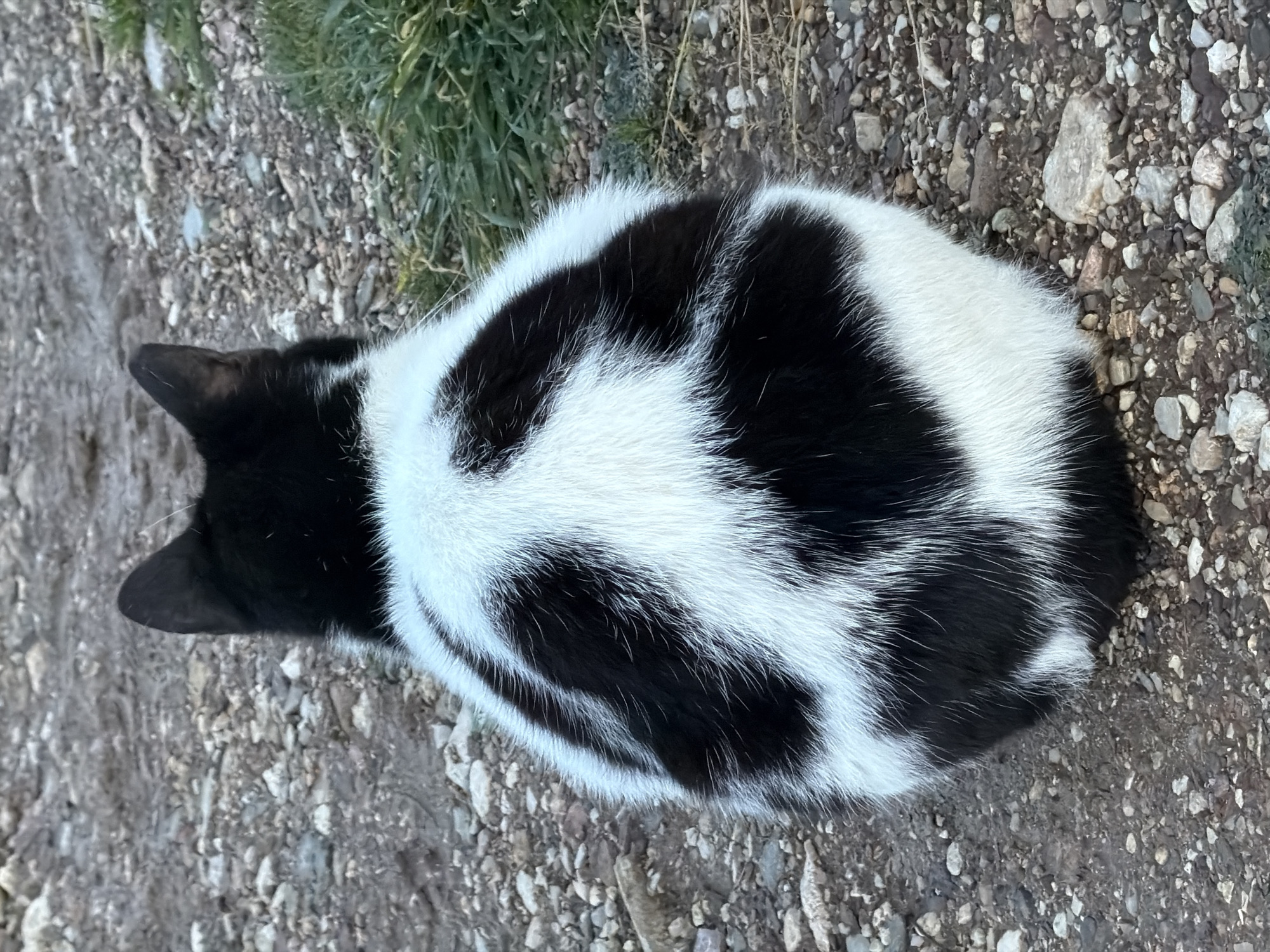 A black and white cat is lying on a dirt and gravel surface with some sparse green vegetation. The scene may be located in Budva, Montenegro.