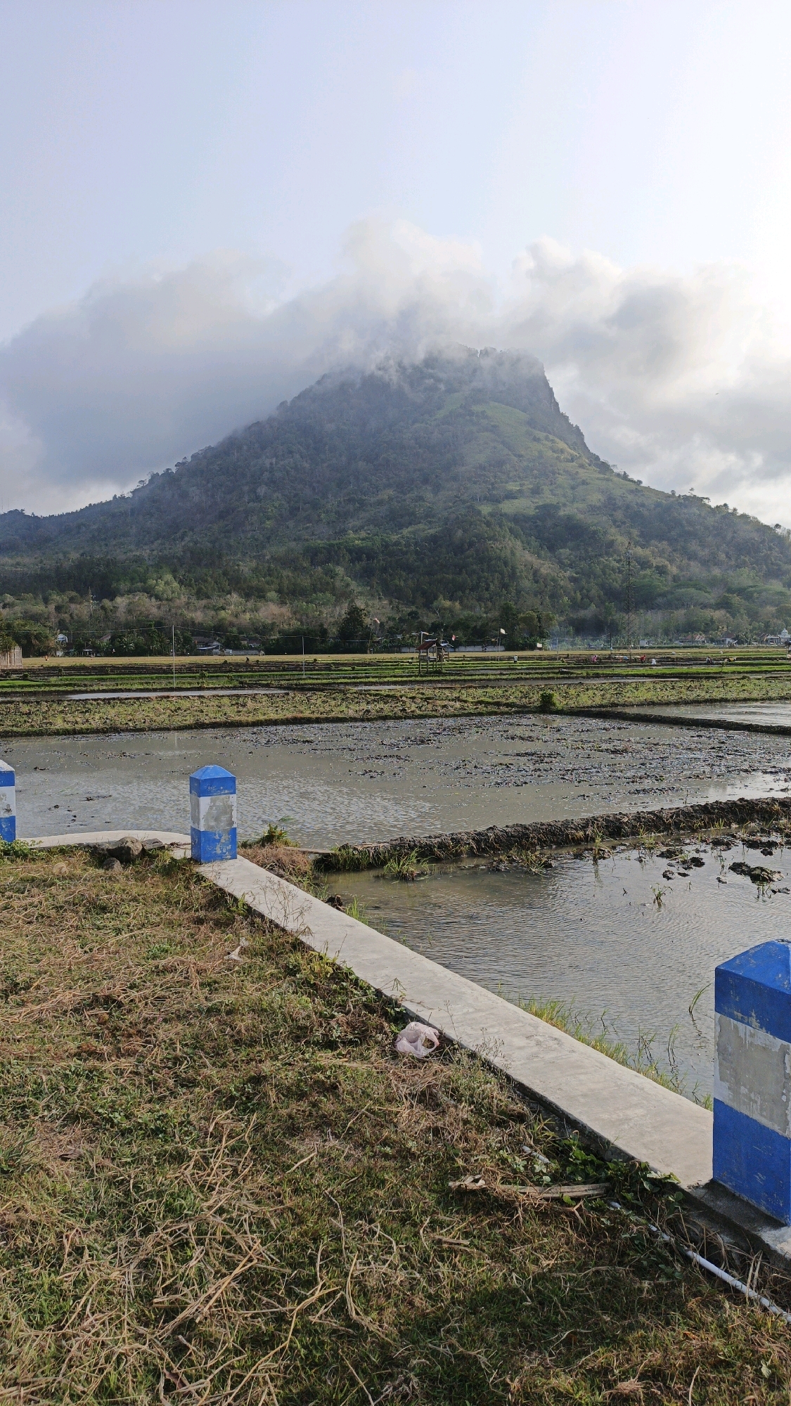 The image depicts a landscape scene in Tanggulwelahan, Indonesia. In the foreground, there is a concrete pathway bordered by dry grass and some scattered debris. To the right and left of the pathway, blue and white striped bollards mark the edge. Beyond the pathway, a flooded rice paddy occupies the middle ground, with reflections of the sky visible on the water's surface. In the background, a lush green mountain rises, partially obscured by clouds at its summit. The sky is overcast with a pale, diffused light. The overall impression is one of a rural, agricultural setting with a dominant natural landscape.