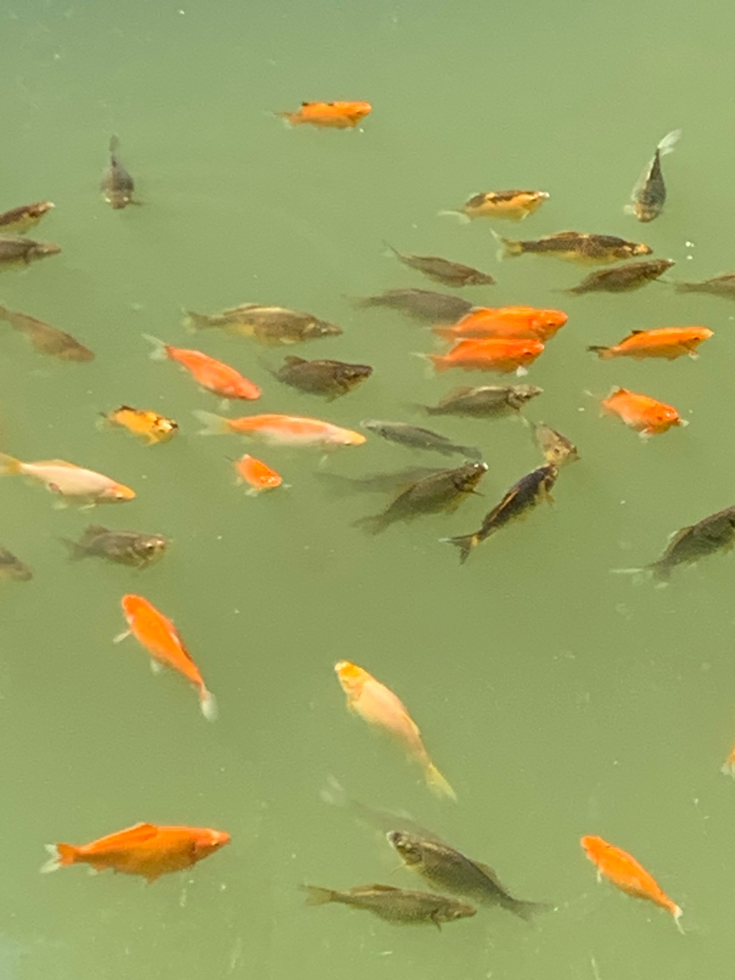 The image displays a school of small fish swimming in murky, greenish water. The fish vary in color, with several being bright orange, others a lighter golden or white, and some darker grey or black. They are scattered throughout the frame, with some appearing closer to the surface and others deeper. There are no visible signs of human presence or any identifiable landmarks within the scene. The environment appears to be a pond or a shallow body of water. There is no information within the image that would allow for the determination of its location in Lviv, Ukraine.