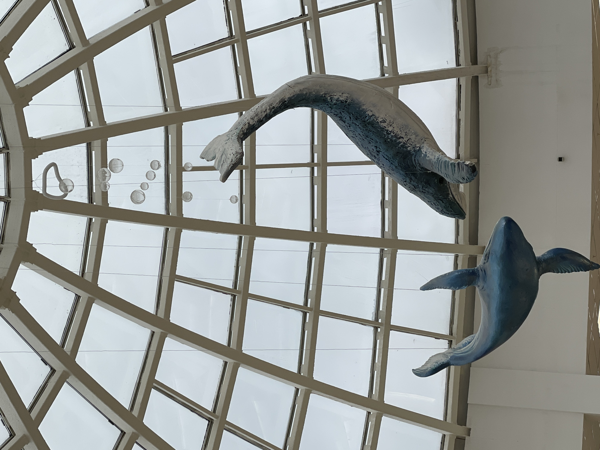 The image shows an interior space with a large, grid-like skylight. Two whale sculptures are suspended from the ceiling by wires. The larger whale is predominantly gray with blue shading, positioned horizontally, arching its back. The smaller whale is blue, oriented vertically. Also suspended are glass spheres of varied sizes that visually resemble bubbles. The photo appears to have been taken from below, looking up at the ceiling. The location is likely a shopping center in Izhevsk, Russia, based on available information regarding similar displays.