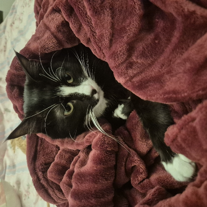 A black and white cat is nestled comfortably in a thick, burgundy-colored blanket. The cat's head is visible, with bright green eyes and long white whiskers. The cat is lying down, with one white-tipped paw peeking out from beneath the blanket. The blanket appears soft and plush, enveloping the cat in warmth and security. The background features a patterned sheet, adding to the cozy, homey feel of the image.