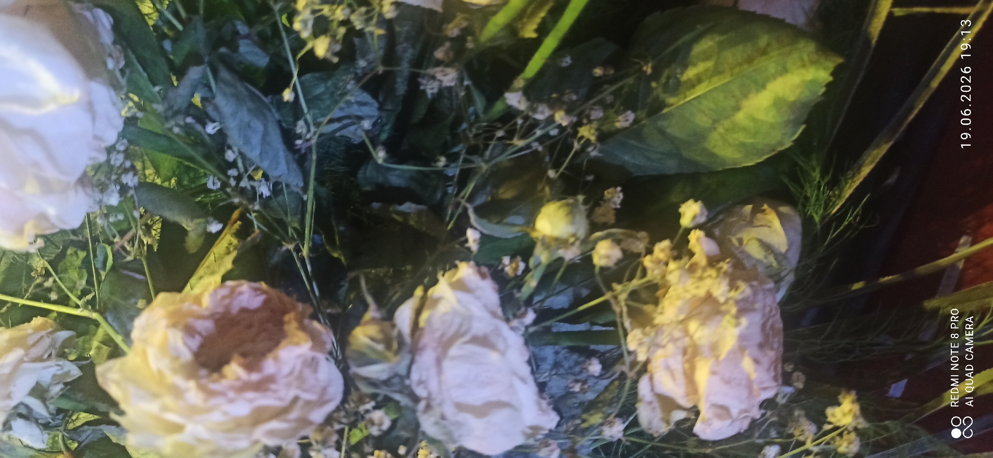 The media file is a close-up, low-angle shot of a bouquet of light-colored, wilting roses interspersed with greenery and small white flowers. The roses appear dry and some have lost their petals, suggesting they are past their prime. The lighting is dim and appears to be artificial, casting a yellow-green hue on some of the leaves and flowers. Some leaves are large and prominent, with visible veins. The overall impression is one of faded beauty and decay.
Visible text in the bottom right corner reads "REDMI NOTE 8 PRO AI QUAD CAMERA" and a date/time stamp "19.06.2026 19:13". The text is oriented vertically and is white against the dark background of the image.
The setting appears to be indoors or a very shaded outdoor area, given the artificial lighting and the focus on the floral arrangement. There are no people visible in the image. The time of day indicated by the timestamp is evening. No specific location cues are discernible beyond the presence of a bouquet of flowers. The mood conveyed is somber and reflective, due to the wilting state of the flowers.