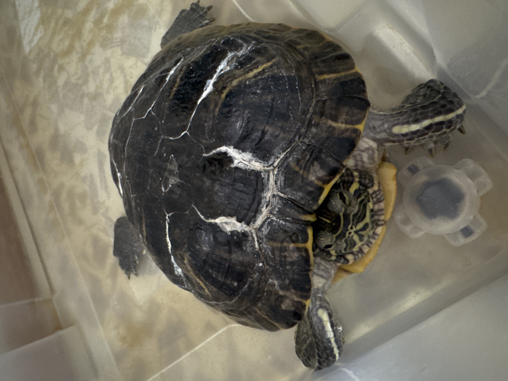 This image captures a single turtle, likely a Red-eared Slider, submerged in a shallow layer of clear water within a translucent, light-colored plastic container. The scene is located in the city of Chaikovsky, Russia. The turtle's carapace is dark brown to black, exhibiting prominent white linear markings and deposits across its surface, some appearing as fissures or mineral residue. Faint yellow and dark striped patterns are visible on the exposed parts of its head and on its limbs, which are dark with distinct yellow-white stripes. The turtle's claws are visible on its front feet. The bottom of the plastic container is light beige and shows some minor brown discoloration or sediment. A small, transparent, multi-lobed plastic object rests on the bottom of the container in the foreground, partially submerged. The image is taken from a high-angle, overhead perspective, with ambient lighting illuminating the scene evenly.