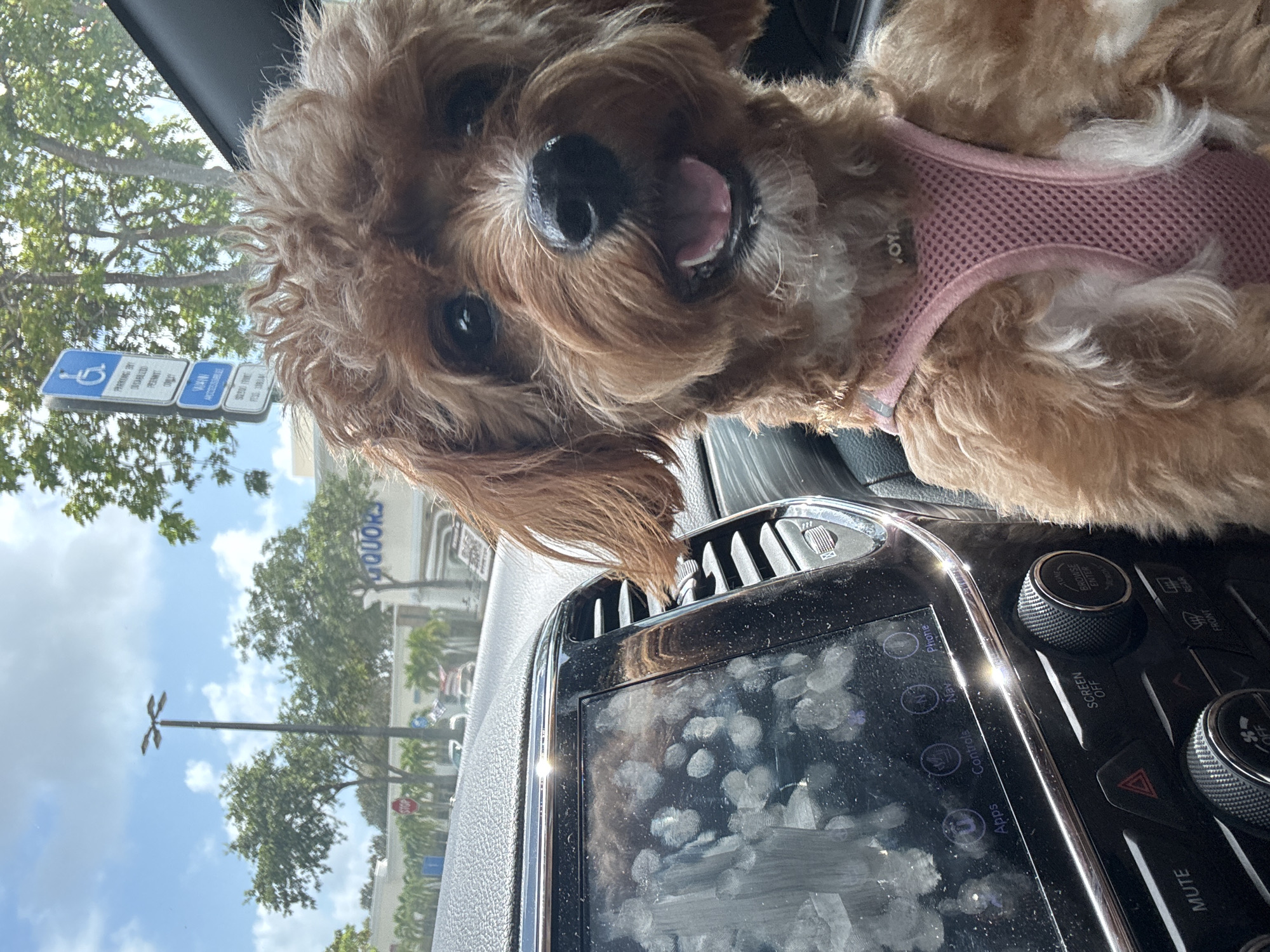 The image captures a close-up, slightly low-angle view from inside a car. The primary subject is a brown, curly-haired dog, possibly a poodle mix, wearing a pink harness. The dog is looking directly at the camera with its mouth slightly open.
In the background, visible through the windshield, is a building marked "LIQUORS," suggesting a liquor store or establishment. There are also visible signs indicating "Parking By Disabled Permit Only." From this evidence, we can ascertain that the location is Delray Beach, Florida, United States of America.
The car's dashboard is in the foreground, with a touch screen heavily smudged with fingerprints. Various buttons and dials surround the screen, including controls for "SCREEN OFF," "TUNE," and "MUTE," as well as navigation and phone functions. The overall environment suggests a daytime setting, based on the daylight visible through the windshield.