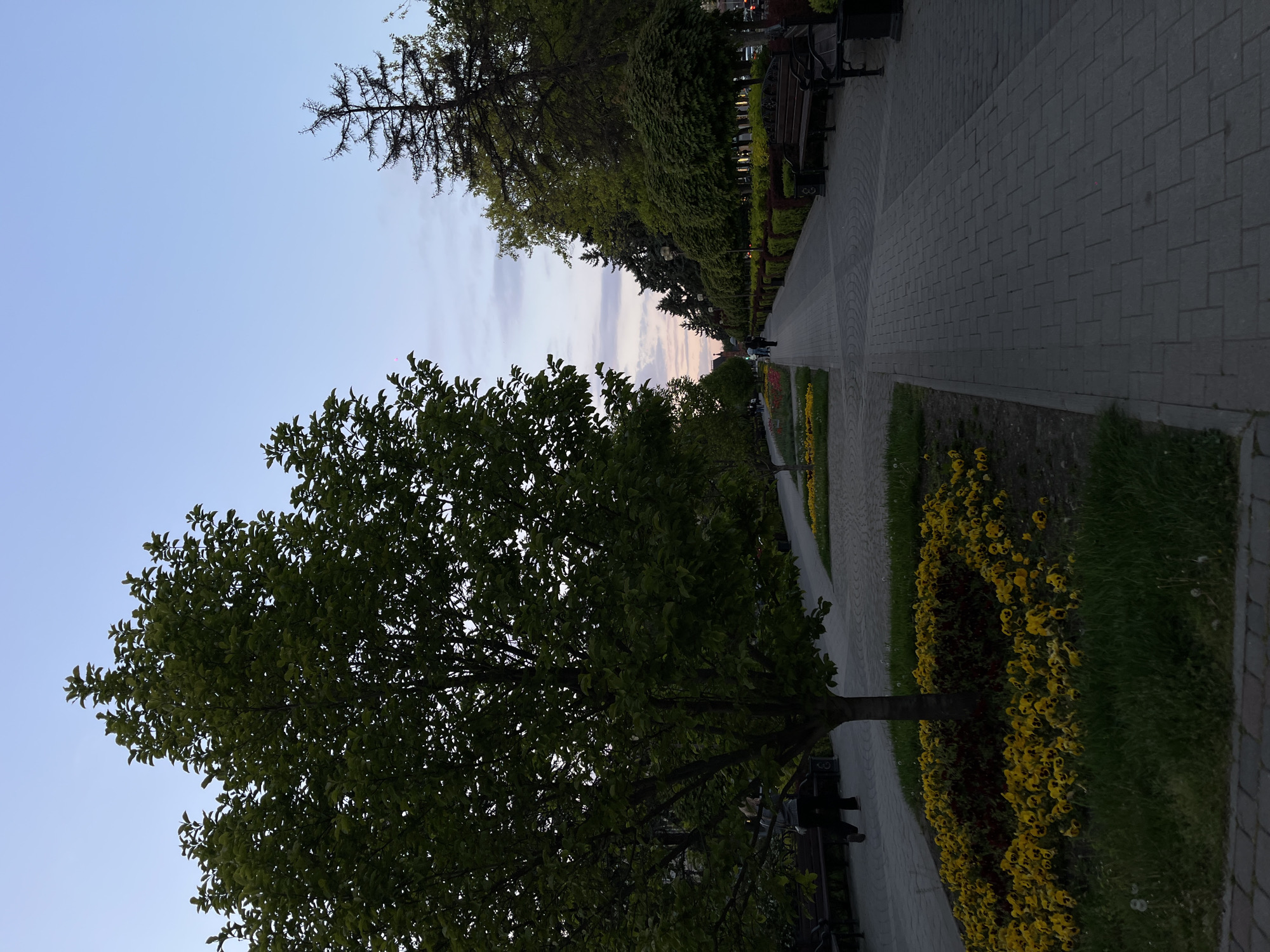 The image displays a serene park scene in Krasnodar, Russia, captured during the twilight hours, likely early evening or late afternoon, given the soft, diffused light and pale hues in the sky.
A wide, paved walkway, constructed from light grey interlocking pavers, serves as the main thoroughfare, extending from the foreground and curving gently into the distance on the right side of the frame. To the left of this path, a large, leafy deciduous tree with full green foliage dominates the immediate foreground, its branches stretching towards the clear, pale blue sky, which features faint wisps of pink and white clouds near the horizon.
Along the right side of the walkway, neatly maintained flower beds burst with bright yellow blossoms, possibly pansies, interspersed with some darker red flowers, all bordered by vibrant green grass. Behind these floral displays, a continuous line of mature trees, including both coniferous and deciduous varieties, forms a dense green barrier, defining the edge of the park. Several dark-colored park benches are strategically placed along this tree-lined path, inviting visitors to rest.
In the mid-ground, a few indistinct figures can be seen strolling or sitting along the path, enjoying the peaceful ambiance. The overall atmosphere is one of calm and relaxation within a well-maintained urban green space. There is no visible text in the image.