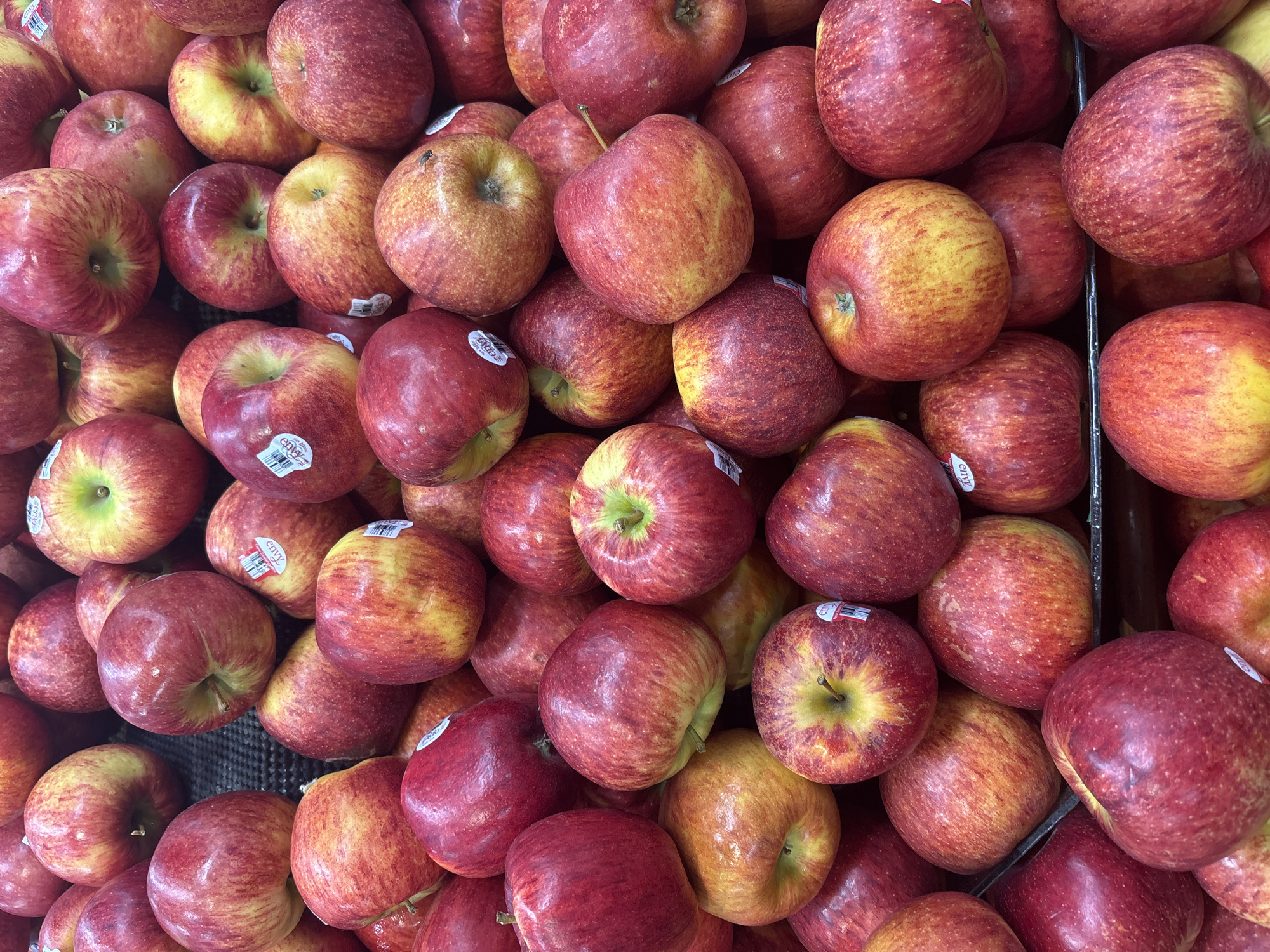 A close-up, overhead shot displays a large pile of red and yellow apples. The apples are ripe and appear fresh, with some showing hints of green. Some of the apples have stickers with "Envy" written on them, indicating they are likely Envy apples. The apples are arranged in a tiered display, common in grocery stores or fruit markets. The lighting is bright, highlighting the textures and colors of the fruit. There are no people visible in the image. The background is dark, drawing focus to the apples. The scene suggests a commercial setting where fresh produce is sold. There is no information in the image to indicate the location in North Jakarta, Indonesia.
