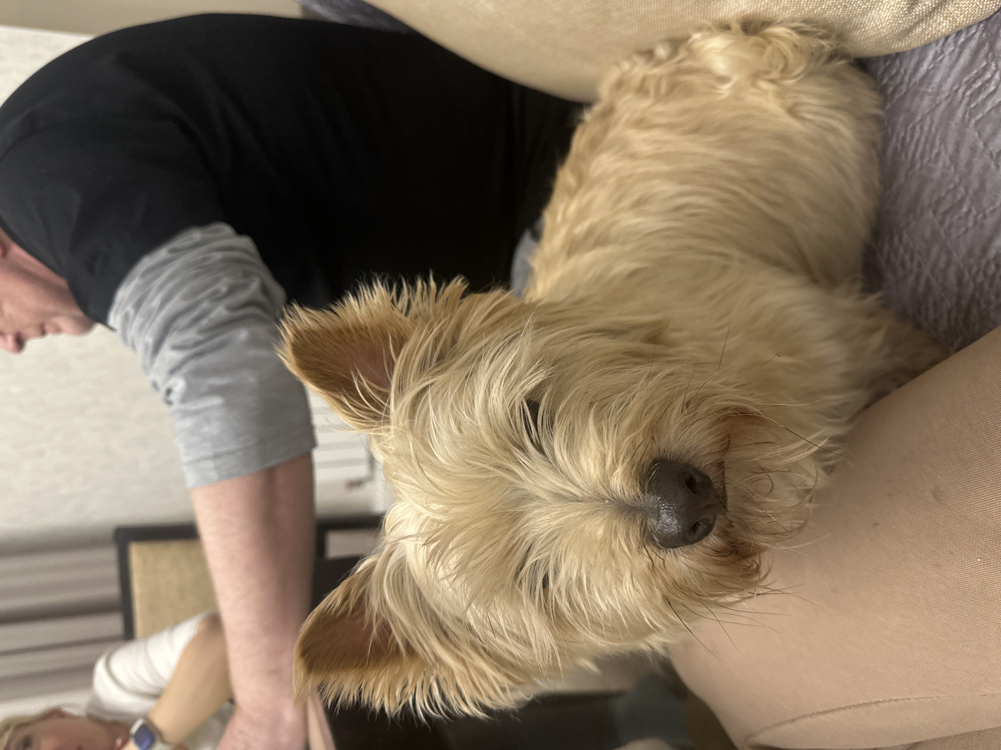 A tan-colored terrier dog is lying on a beige upholstered surface, likely a sofa or chair. The dog's head is prominently displayed in the foreground, with its nose and eyes clearly visible. To the left of the dog, a person is partially visible, wearing a black shirt over a gray long-sleeved shirt. Part of another person is at the bottom left corner of the image. The environment appears to be indoors, potentially a living room. There is no information to confirm the location is in слобода Старая, Russia.