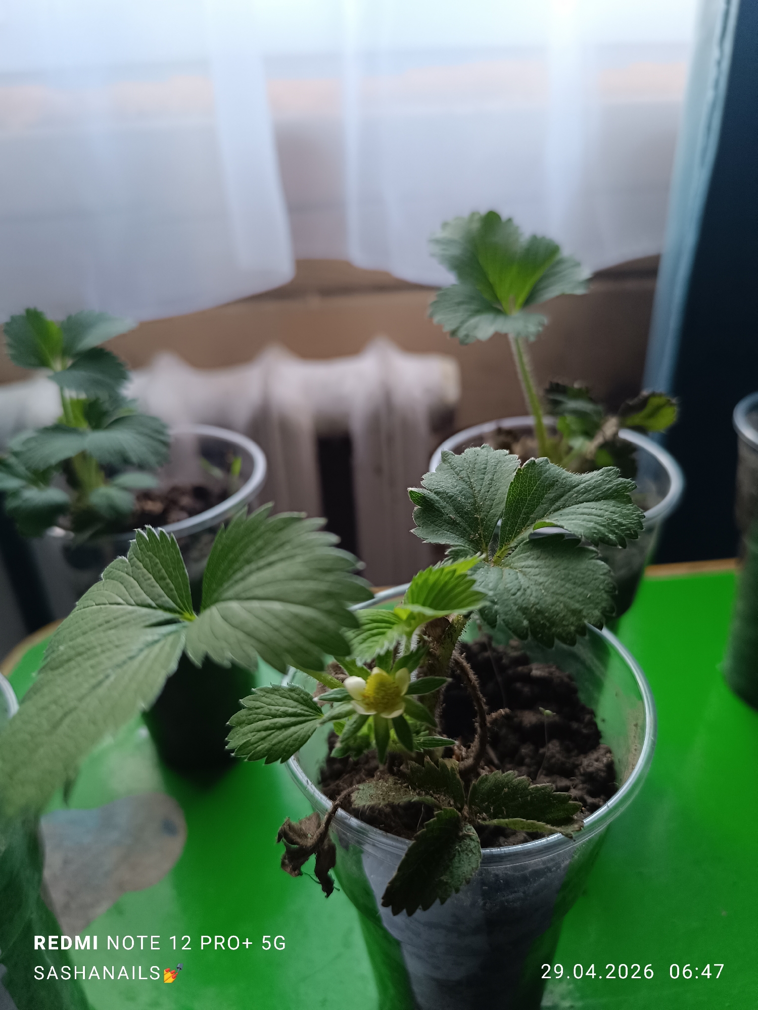 The image captures a close-up view of several young strawberry plants growing indoors in clear plastic cups, set on a vibrant green surface. In the foreground, one plant is prominent, featuring large, serrated green leaves and a small, light yellow flower or developing fruit at its center. Some of its lower leaves show signs of drying or browning. Another plant in a similar clear cup is positioned slightly behind and to the right, also displaying healthy green foliage. A third, out-of-focus plant is visible further back on the left.
The plants are potted in dark, earthy soil. The background is softly blurred, revealing translucent white curtains through which diffused light enters, suggesting a window. A white, ribbed structure, likely a radiator, is faintly discernible behind the curtains. The lighting indicates an early morning setting.
Visible text in the bottom left corner includes "REDMI NOTE 12 PRO+ 5G" and "SASHANAILS💅". In the bottom right corner, the date and time are stamped as "29.04.2026 06:47". The scene depicts indoor gardening, potentially in Chaikovsky, Russia.