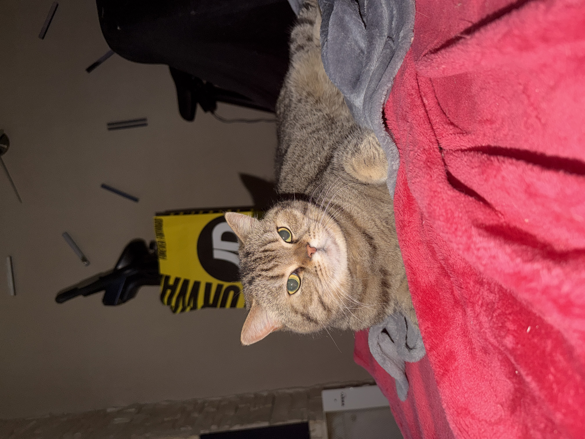 A tan tabby cat with green eyes lies on a red blanket draped over a gray blanket. Behind the cat is a black chair, and in the background, partially visible, is a yellow and black object with the text "FOREVER TROUBLE". The cat is looking directly at the camera. The surrounding environment appears to be a room in a home. There is no information in the image to indicate the location in the city of Sofia, Bulgaria.