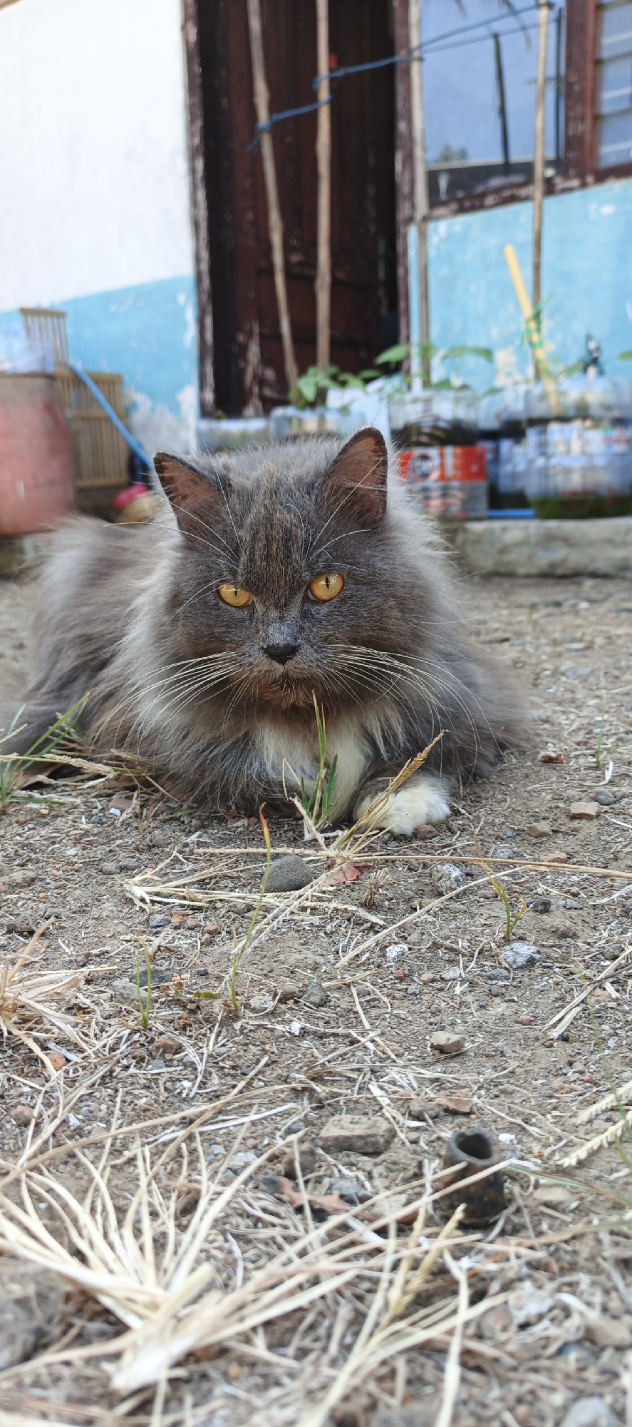 A medium shot captures a fluffy, gray cat with bright yellow eyes lying on the ground outdoors. The cat is positioned in the foreground, facing the camera with its head slightly tilted. Its fur is long and appears to be of a smoky gray color, with some lighter gray or white fur around its chest and paws. Its eyes are a striking golden-yellow, and it has prominent white whiskers. The cat is resting on dry, sandy soil with scattered dry grass and small stones.
In the background, a building with white and blue painted walls is visible. There is a dark wooden doorframe with vertical wooden slats. Further back, in the blurred background, appear to be several plastic bottles repurposed for gardening, with plants growing inside. The overall environment suggests an outdoor area, possibly a yard or alleyway, in a residential setting. The image lacks any specific identifiers for the city of Moyudan, Indonesia, beyond the user's prompt.