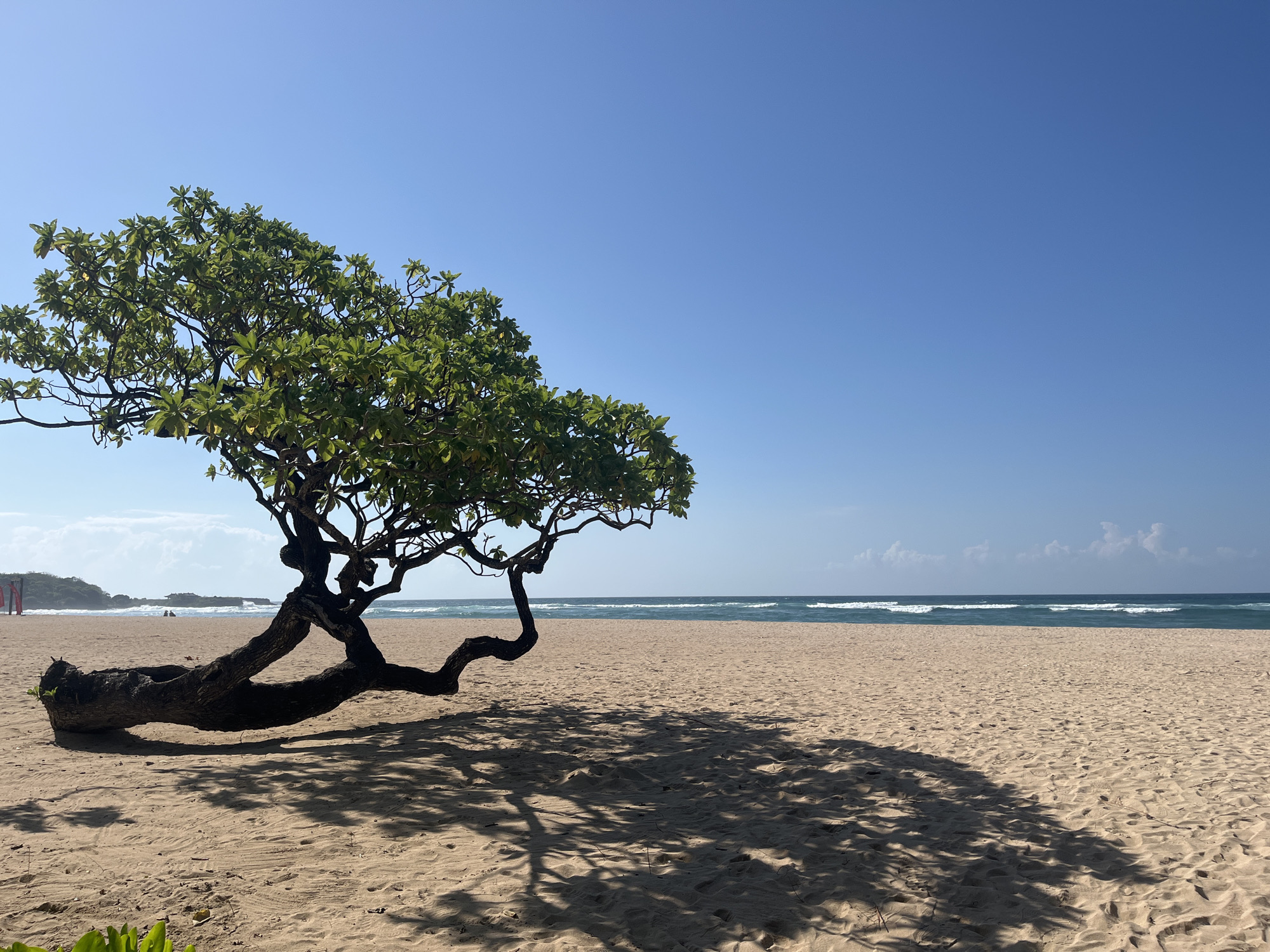 This image depicts a serene beach scene under a clear blue sky in Kuta Selatan, Indonesia. In the foreground, a uniquely shaped, gnarled tree with vibrant green foliage sprawls across the sandy ground. Its trunk lies almost horizontally, with branches reaching upwards and outwards, casting a dappled shadow on the sand. The beach itself is a vast expanse of light-colored sand, showing subtle textures and footprints.
In the midground, the ocean stretches out to the horizon, with gentle waves breaking on the shore. The water transitions from a lighter turquoise near the beach to a deeper blue further out. A few white clouds are visible in the distance, adding depth to the sky. On the far left, a rocky outcrop or headland is visible with some distant structures, possibly part of the Kuta Selatan landscape. There are no people clearly visible in this specific frame, emphasizing the tranquility of the moment. The overall atmosphere is one of natural beauty and peaceful seclusion.