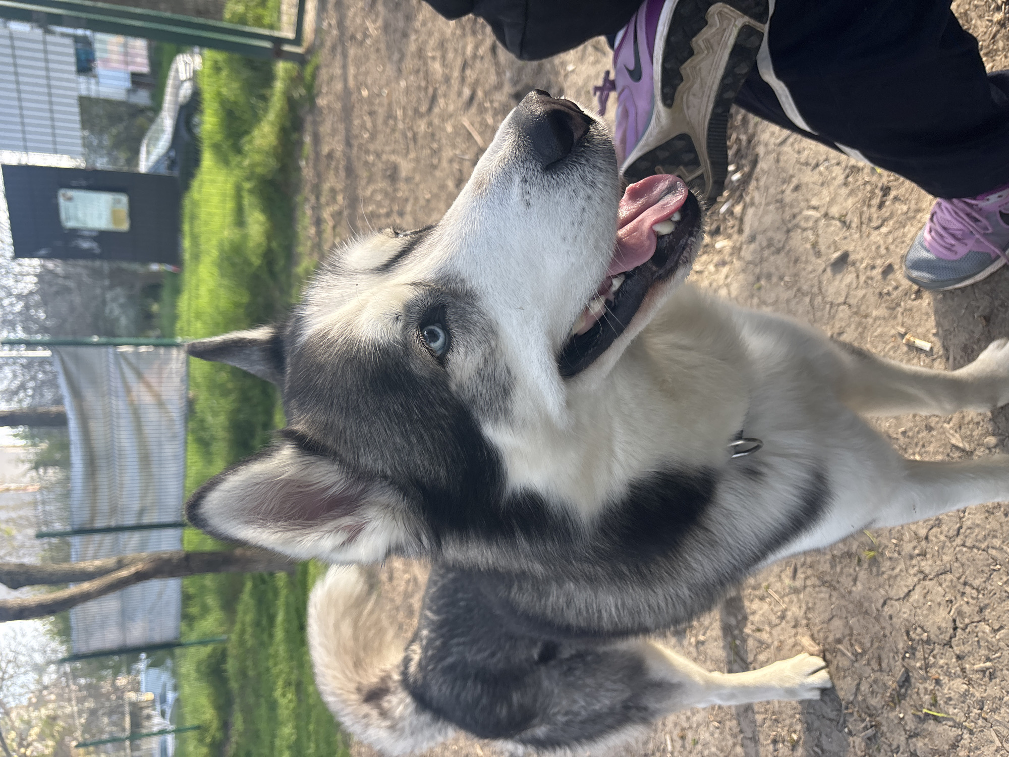 A close-up shot captures a Husky dog outdoors, panting with its tongue out. The dog has a white and gray coat and blue eyes. A person wearing athletic shoes and dark pants is standing nearby. The ground is cracked dirt. In the blurred background, green grass, trees, a fence, and a dark information board are visible. The scene appears to be taken during daylight. While the background suggests a park setting, there is no information to confirm the exact location as Plovdiv, Bulgaria.