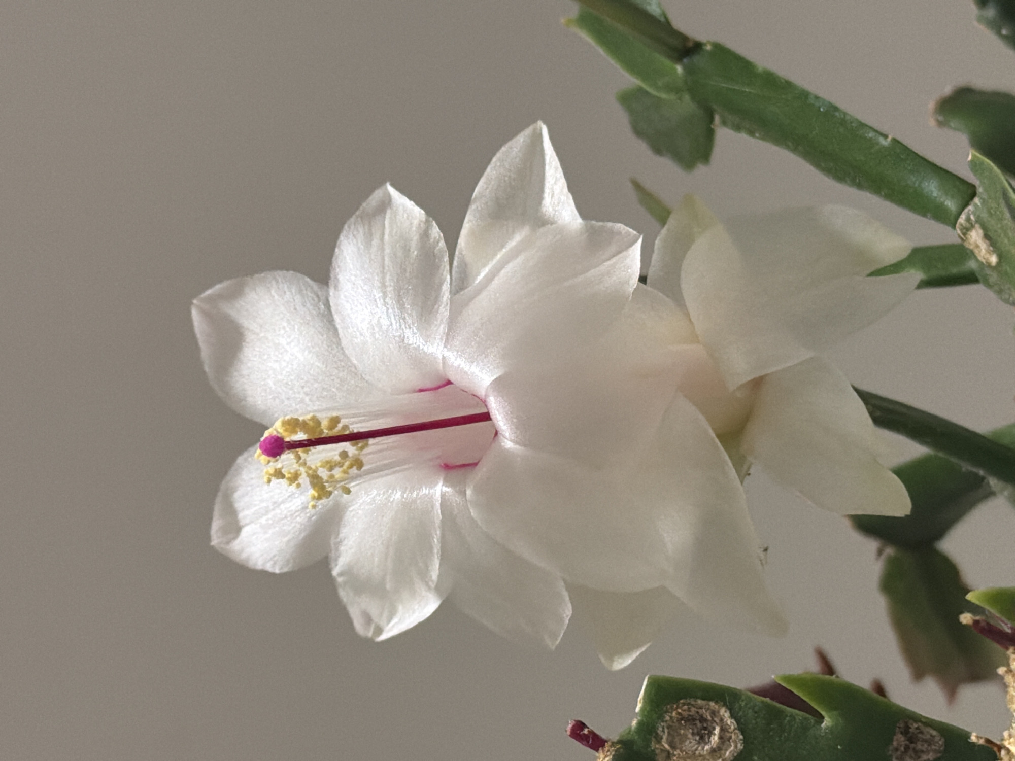 The image depicts a white Christmas cactus flower in bloom. The flower has multiple layers of petals, a red stamen, and yellow pollen. The stem and leaf segments of the cactus are green. The background is a neutral gray color. There is no information to determine if this picture was taken in Esch-sur-Alzette, Luxembourg, or any other location. There are no visible people, actions, or interactions in the frame.