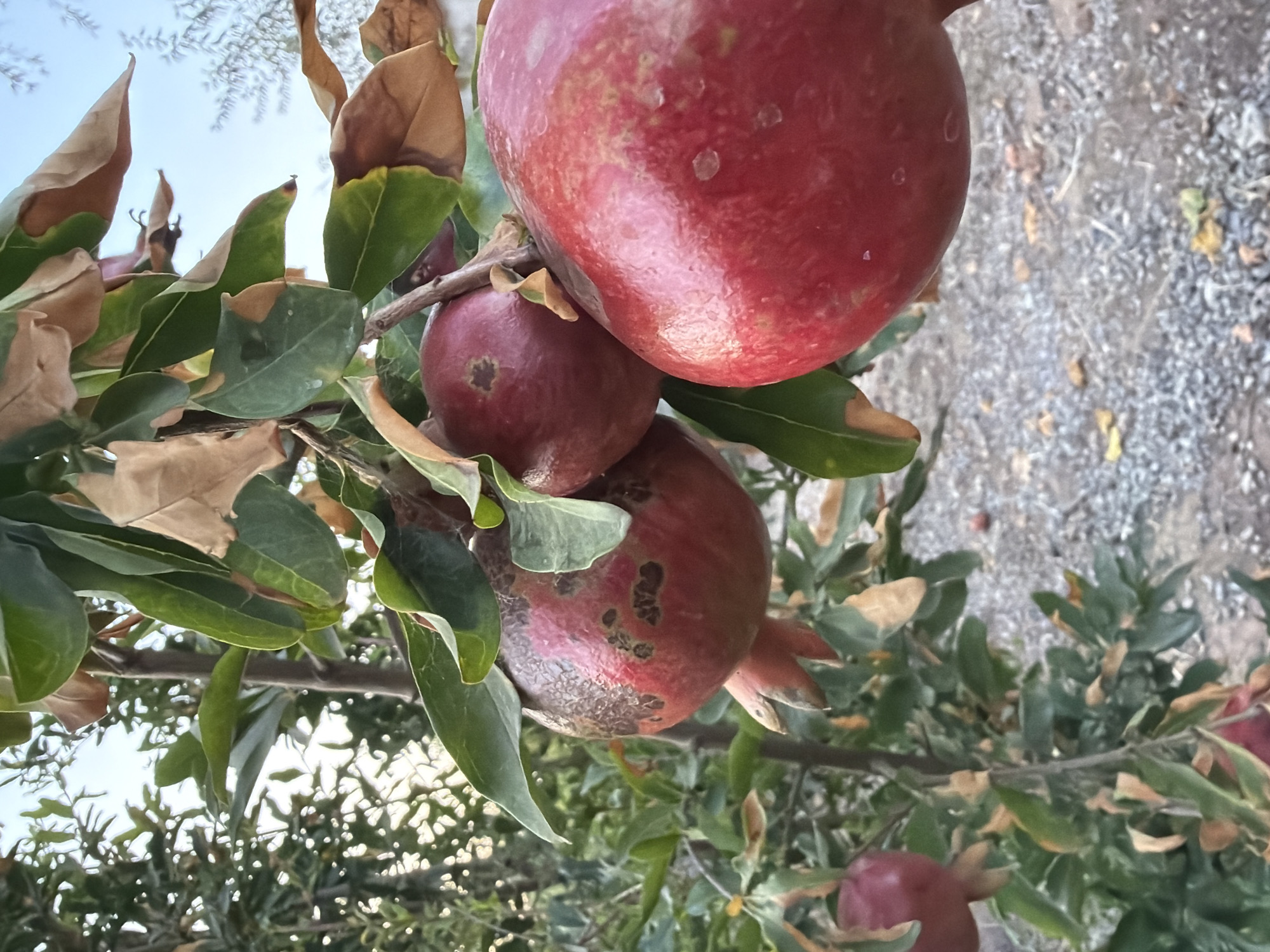 The image shows a close-up of several ripe pomegranates hanging from a tree branch. The pomegranates are a deep red color, with some lighter speckles and darker blemishes on their skins. They are clustered together, with green leaves and some dried brown leaves surrounding them. The background is a blurred mix of green foliage, branches, and the ground, which appears to be covered in gravel and small stones. The sky is visible at the top of the image, a pale blue with hints of white. The scene suggests an outdoor setting, possibly a garden or orchard. There is no indication of the city of Sabirabad, Azerbaijan, in the image itself.