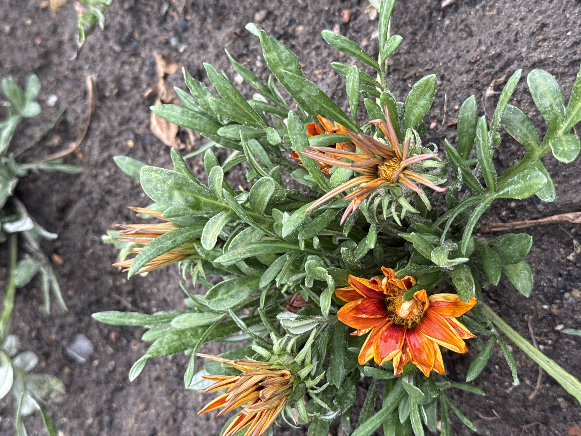 This is a medium shot, top-down, close-up photograph of several orange and yellow Gazania flowers with green, leafy foliage in soft focus against a dark soil background. The flowers are the primary subject, with three distinct blooms visible. One fully bloomed flower is in the lower right quadrant, showcasing its vibrant orange and yellow petals with a detailed yellow center. Another bloom, partially open, is in the center of the frame, with its petals beginning to unfurl. A third, closed bud, is in the lower left quadrant, its petals a mixture of brown and orange hues, appearing to be in a later stage of blooming or wilting.
The leaves are a deep green, with a slightly fuzzy or powdery texture, and are densely packed around the flowers. The soil is dark and appears to be a mix of dirt and small pebbles, providing a muted backdrop that emphasizes the bright colors of the flowers. The lighting suggests it is daytime, with a diffused light that casts no harsh shadows. The overall mood is natural and serene, highlighting the beauty of the flowers in a garden setting. No people, text, or specific time of day or weather conditions are discernible. The location context is Rathenow, Germany.