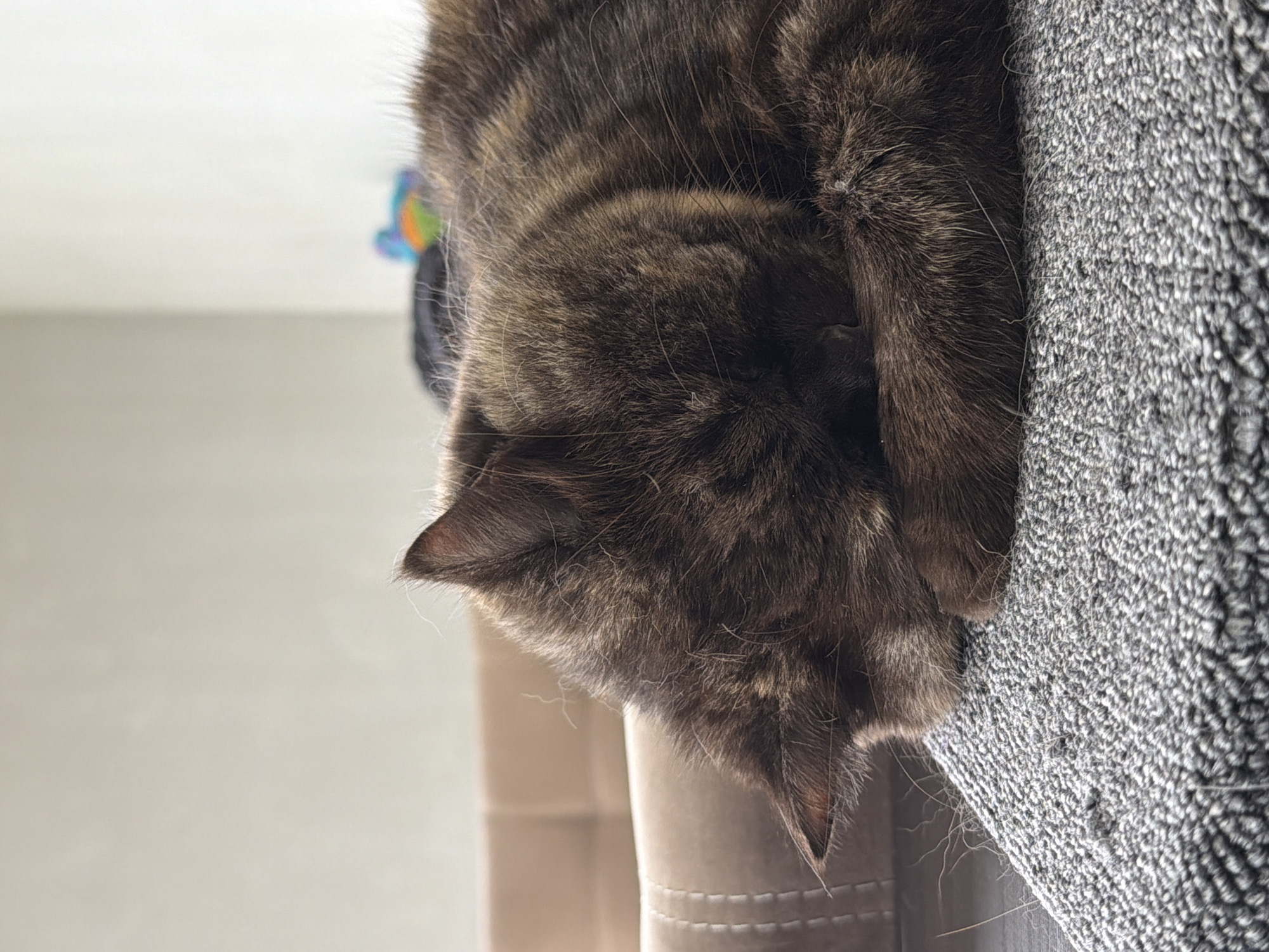 A close-up shot shows a cat sleeping curled up on a gray textured surface, likely a piece of furniture or a rug. The cat's head is tucked into its paws, obscuring its face. Its fur is a mix of dark brown and lighter brown tabby markings. In the background, a blurred tan couch is visible, and further back, a small, out-of-focus colorful object, possibly a toy, is present against a light-colored wall. The overall lighting suggests an indoor environment with soft, natural light. The image does not provide any information about the location in the city of Chaikovsky, Russia.