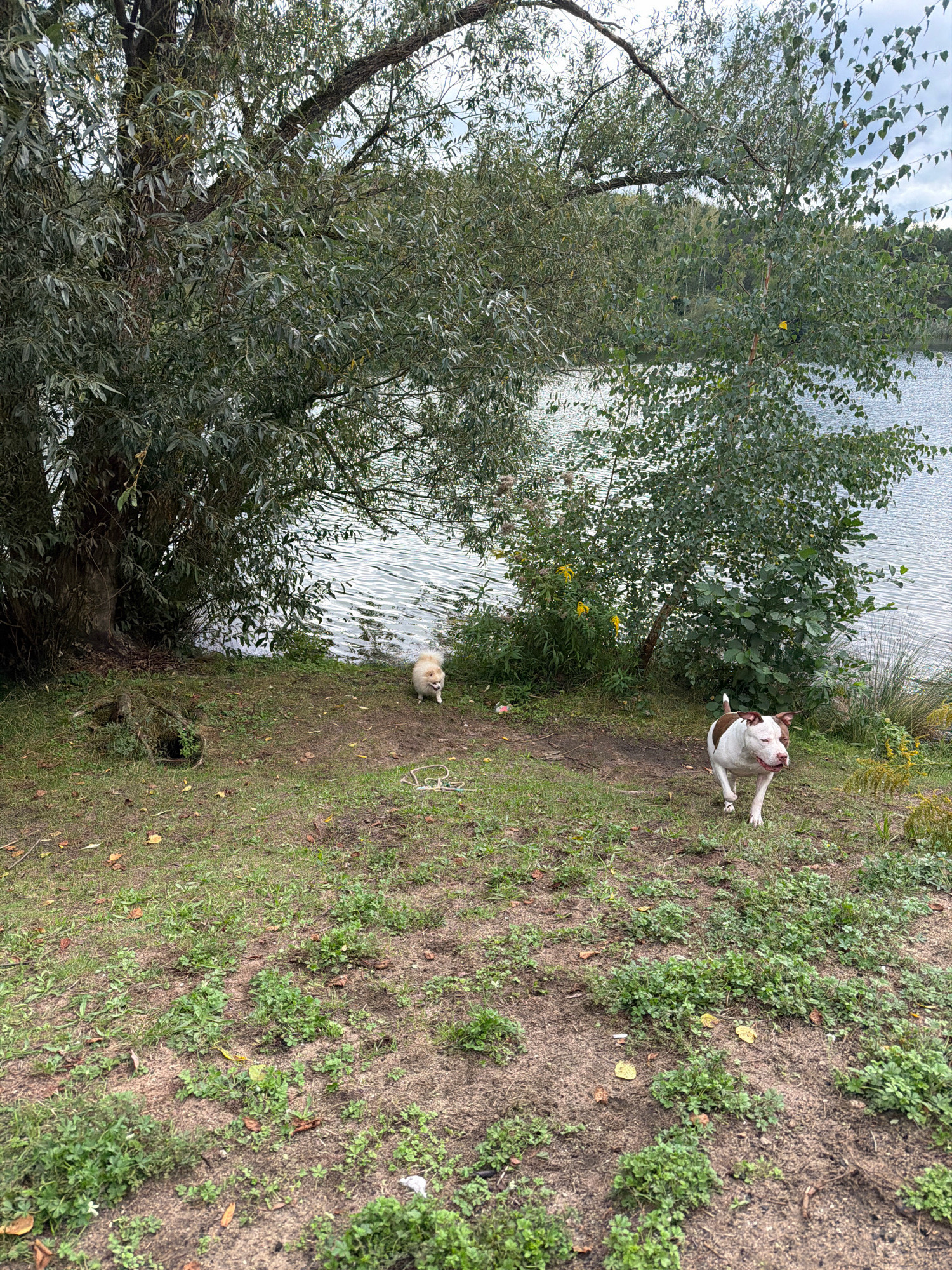 Two dogs are near the edge of a body of water, likely a lake or river. The dog in the foreground is a white and brown Pitbull-type dog with its mouth open, appearing to be running or walking towards the camera. Behind it, to the left, is a smaller, fluffy cream-colored dog. The area is grassy with some patches of dirt and fallen leaves. Large trees with dense foliage are on the left side of the frame, with another cluster of trees and greenery behind the dogs on the right. The water has ripples, indicating some movement. The sky is overcast. The scene appears to be a natural outdoor setting, possibly a park or a recreational area. No specific Brunn, Germany landmarks are visible, suggesting this is a general outdoor environment.