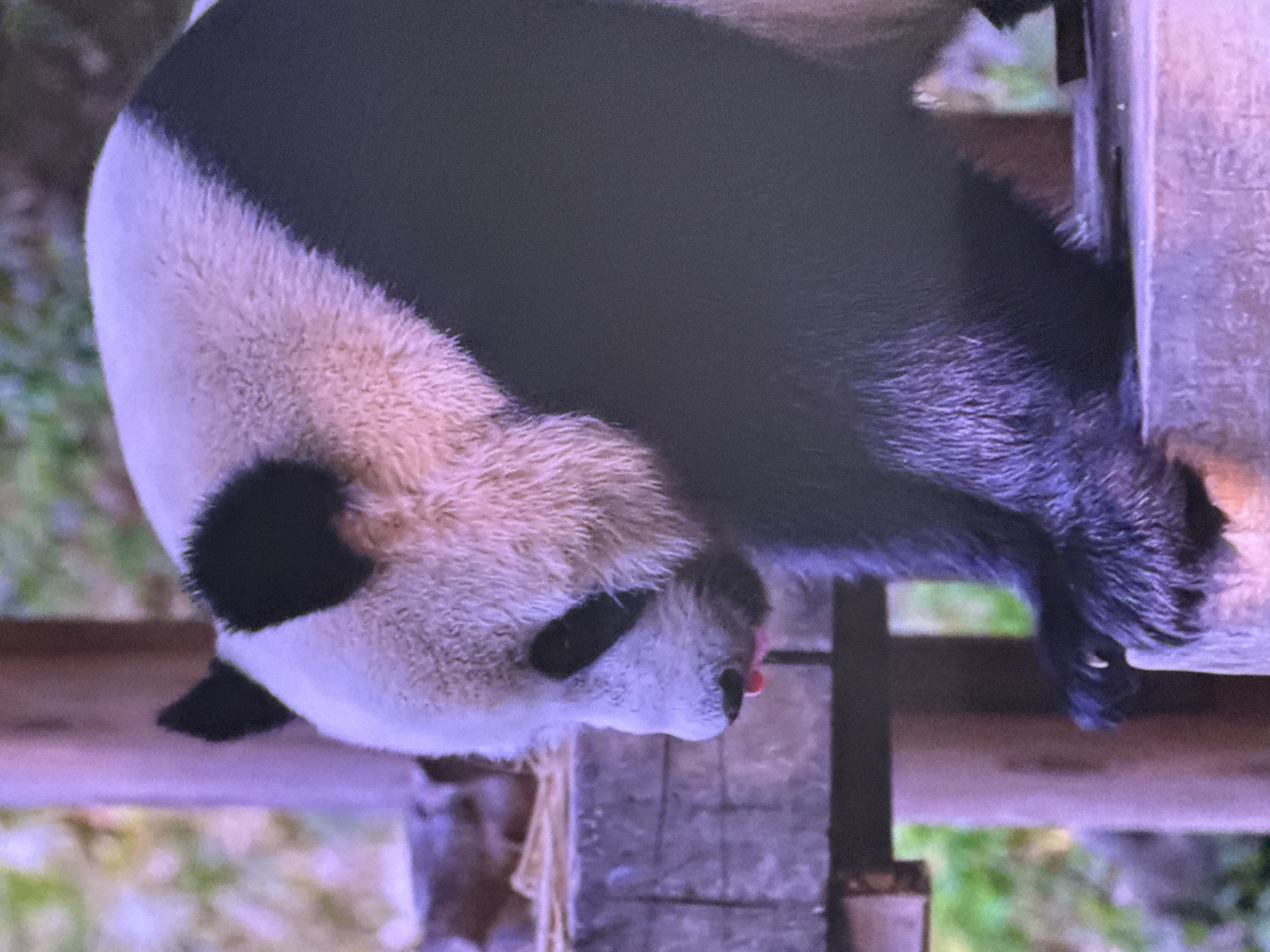 The image shows a close-up of a panda, likely a giant panda, in a zoo or wildlife park setting. The panda has the characteristic black and white fur. Its head is turned to the side, and its tongue is slightly extended. The panda is perched on a wooden structure, which appears to be part of an enclosure. In the background, there are blurred hints of greenery and wooden posts, suggesting an outdoor environment. The lighting appears to be natural daylight, with a slight pinkish hue due to the color balance of the image. There is no indication of the panda's specific location within Moscow, Russia, as the image lacks any recognizable landmarks or identifying features. The image is a medium shot, focusing on the panda's head and upper body.