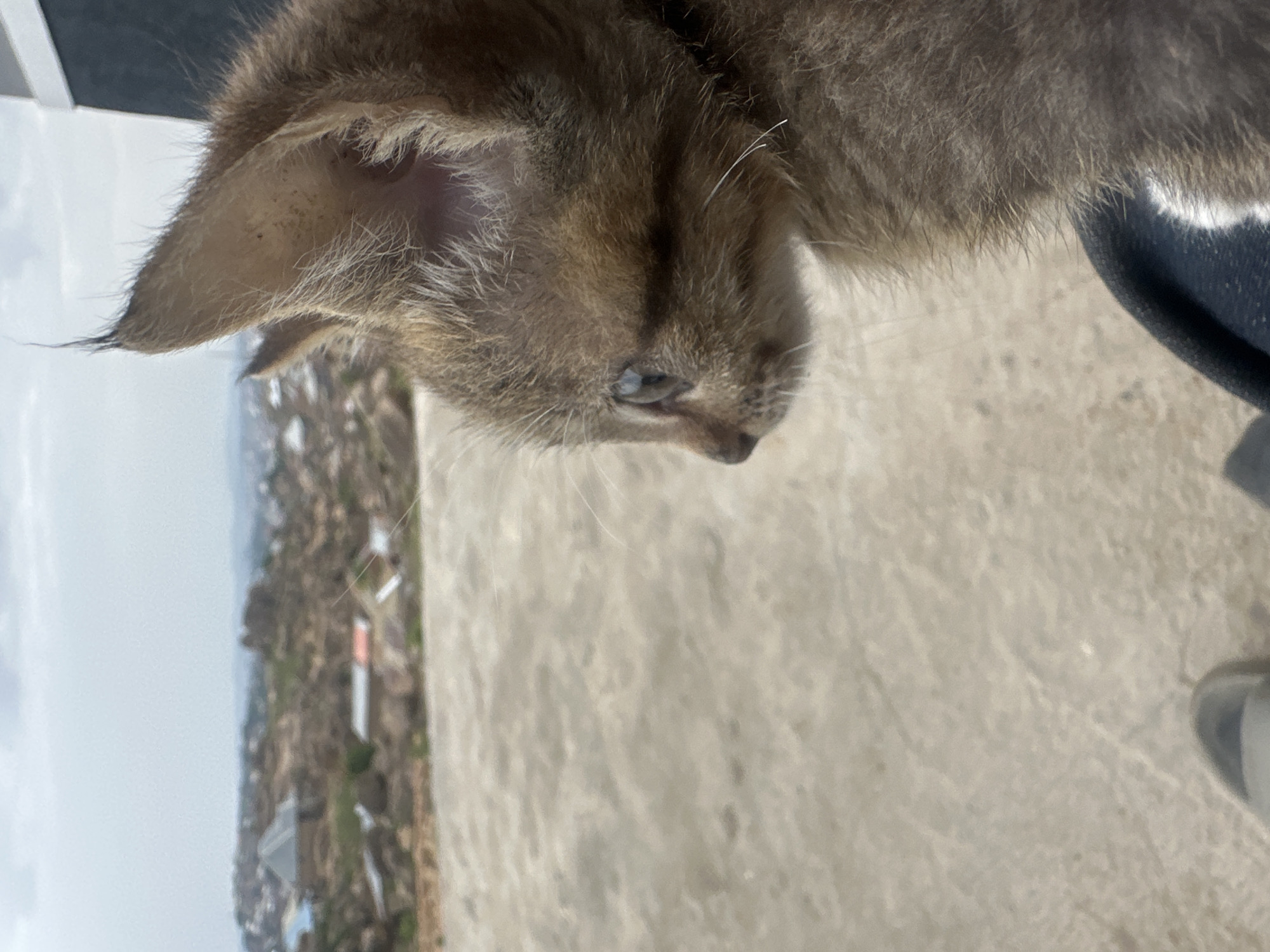 A close-up, canted shot shows a brown tabby kitten perched on what appears to be a person's lap, who is wearing denim jeans. The background is a blurred urban landscape, indicating the city of Jos, Nigeria, is visible in the distance. The kitten's head is tilted downward, and it is gazing slightly to the left. The environment appears to be a rooftop or elevated platform, given the viewpoint. A shoe is visible in the background on the right side of the image.