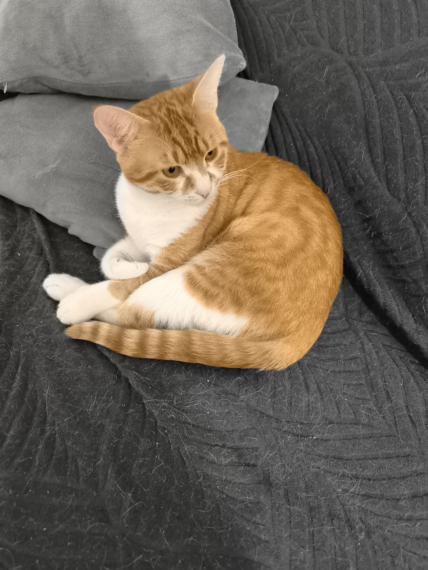 A medium-shot depicts an orange and white cat curled up on a dark gray textured sofa in front of two gray pillows. The cat is facing left, with its paws crossed and tail curled around its body. The background is blurred and indistinct. This image does not give enough information to infer the location is in Varna, Bulgaria.