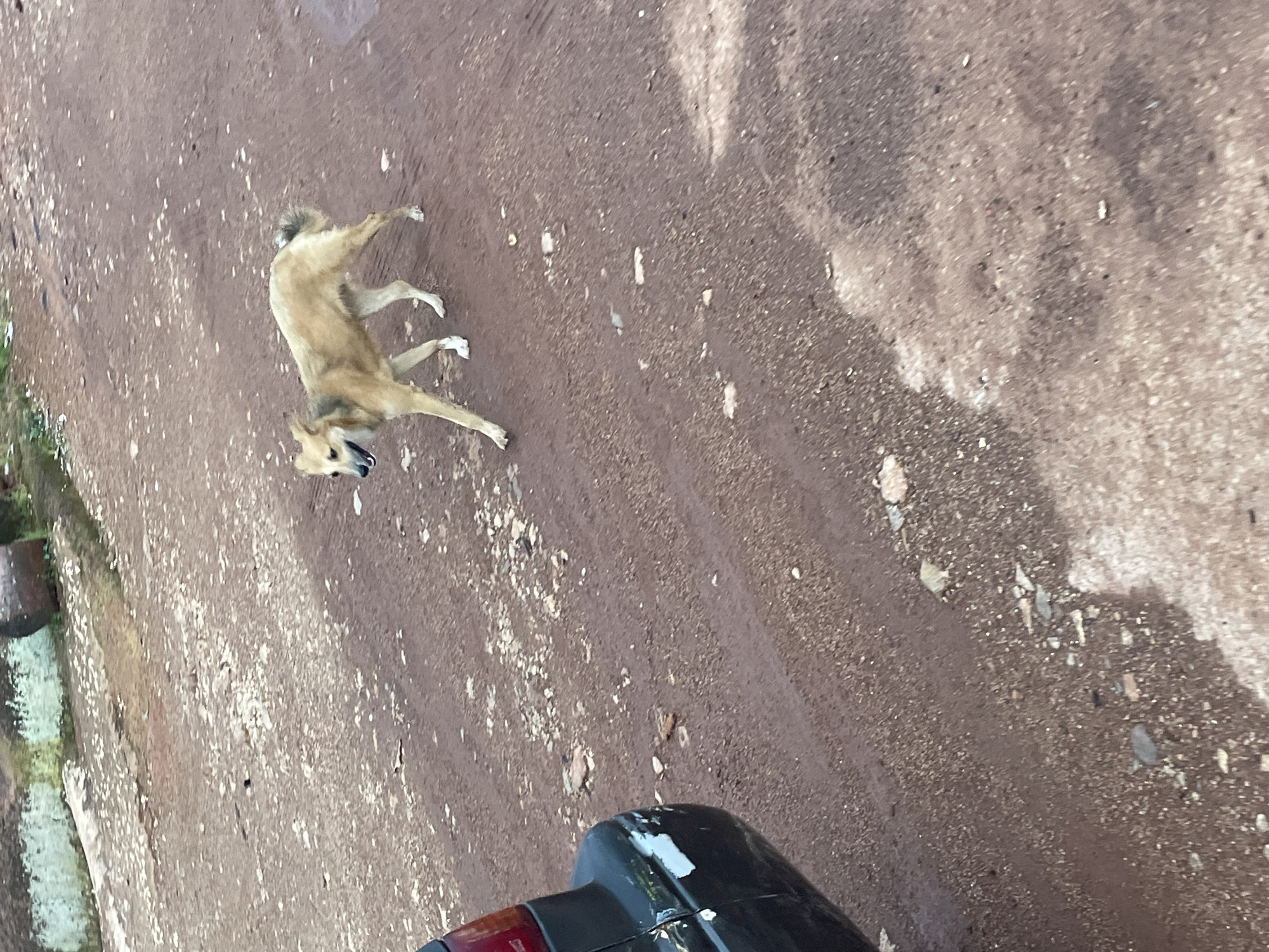 A medium-sized, light brown dog with darker markings on its back and tail is walking on a dirt road. The dog is facing left, with its mouth open as if panting or barking. The road is reddish-brown and appears wet in places, with scattered small stones and debris. To the left of the dog, the rear corner of a dark-colored car is visible. The car has some damage and a white sticker on its bumper. In the background, there is a blurry area with what appears to be logs and some green vegetation. The lighting suggests it is daytime, possibly overcast. The scene is located on a dirt road in Jos, Nigeria.