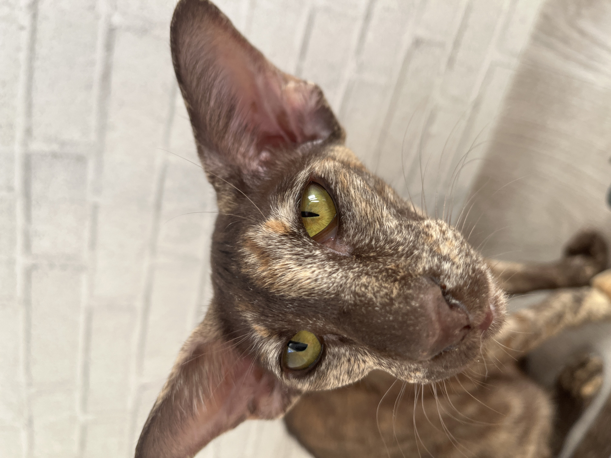 A close-up, upward-angled shot features a tortoiseshell Oriental Shorthair cat. The cat has large, pointed ears and distinctive golden-yellow eyes. Its fur is a mottled mix of brown and tan hues. The cat is oriented with its head tilted slightly to the right, and its gaze is directed towards the viewer. The background appears to be a wall with a faint, textured pattern. A portion of what appears to be a scratching post or another similar object is visible in the lower right of the frame. The image doesn't show any specific details indicating location in the city of Chaikovsky, Russia.