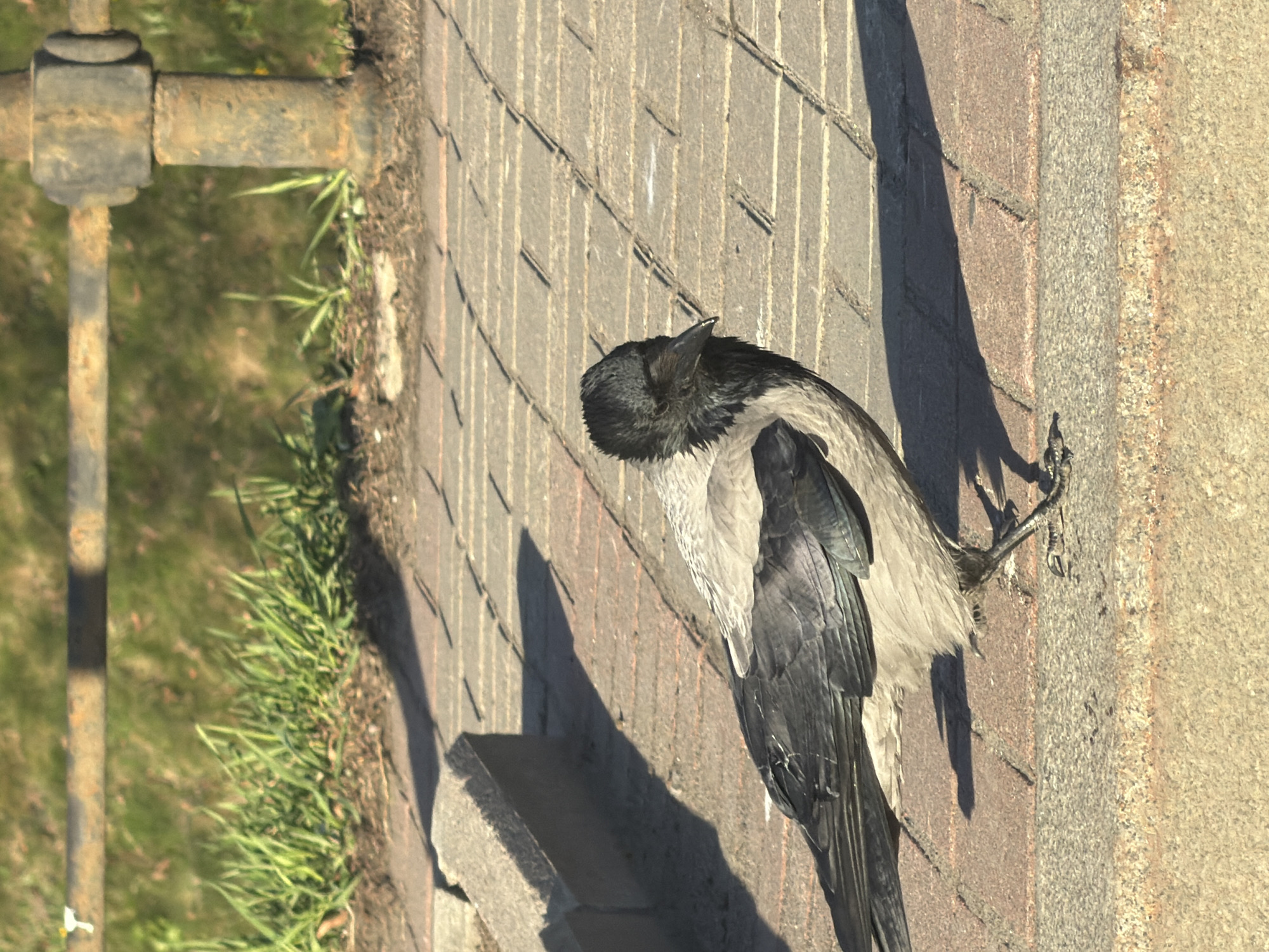 A hooded crow stands on a light brown brick sidewalk next to a grassy area with a rusted metal pipe. The bird has black feathers on its head and back, with gray feathers on its wings and chest. The crow's shadow is visible on the brick sidewalk. The location is likely Saint Petersburg, Russia, given the presence of hooded crows, which are common in that city.