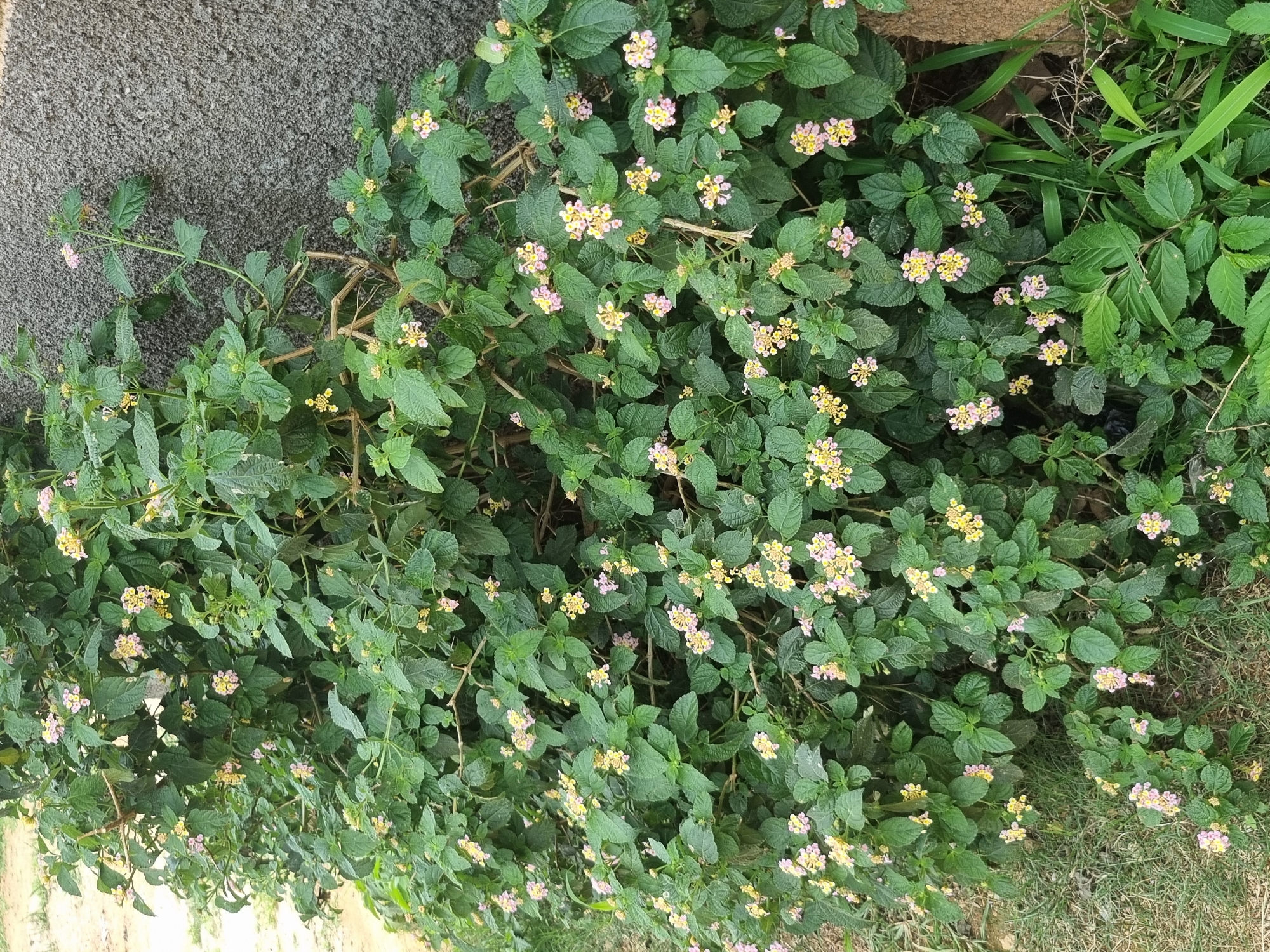 A dense, flowering shrub with clusters of small pink and yellow blossoms and abundant green foliage is positioned against a rough, grey concrete wall in Gwong, Nigeria. The shrub extends to the left, bordering an area of dry, sandy earth and sparse grass. The lighting suggests an outdoor, daytime setting.